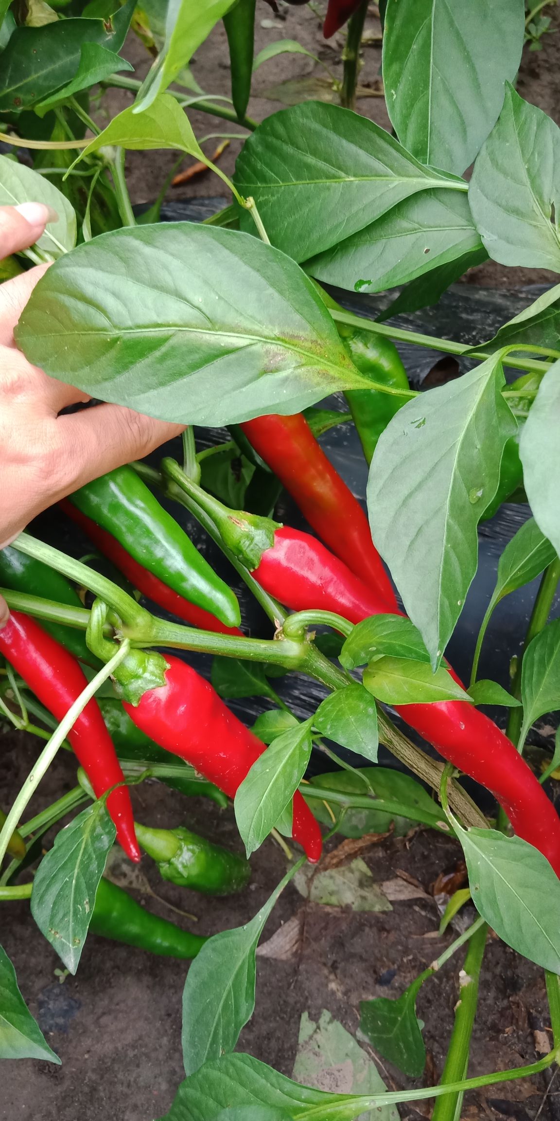 益都红辣椒 15~20cm 红色 中辣