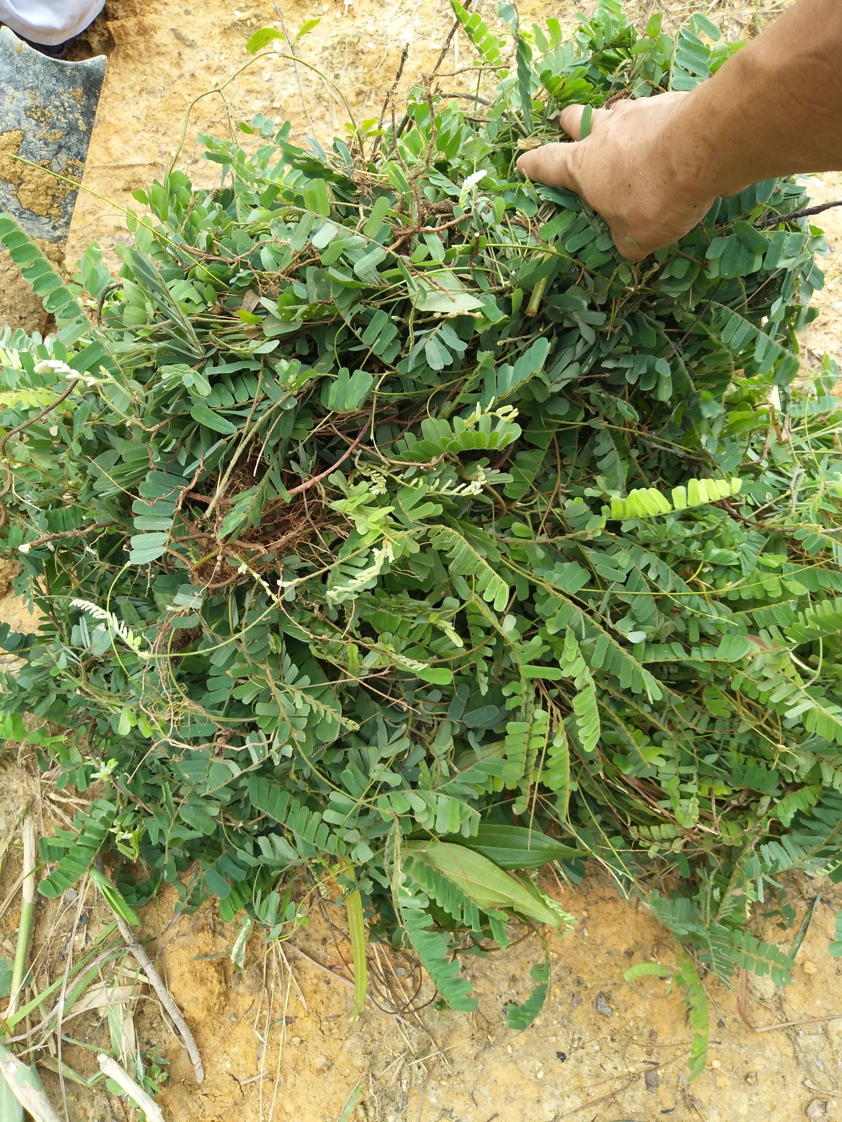 广东省云浮市郁南县常山 纯野生鸡骨草