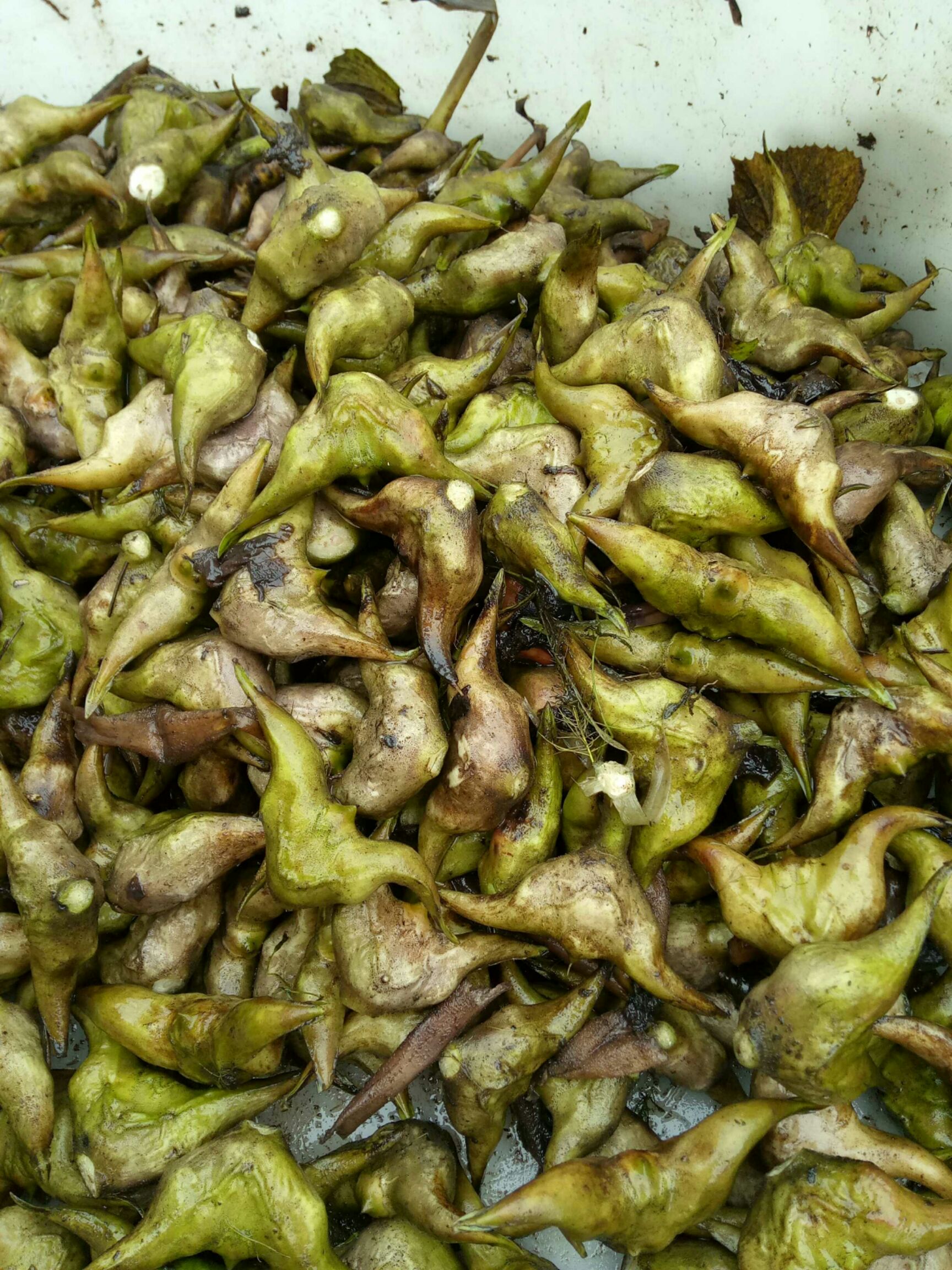 [青菱角批发]大青菱 家菱价格2.6元/斤 - 惠农网