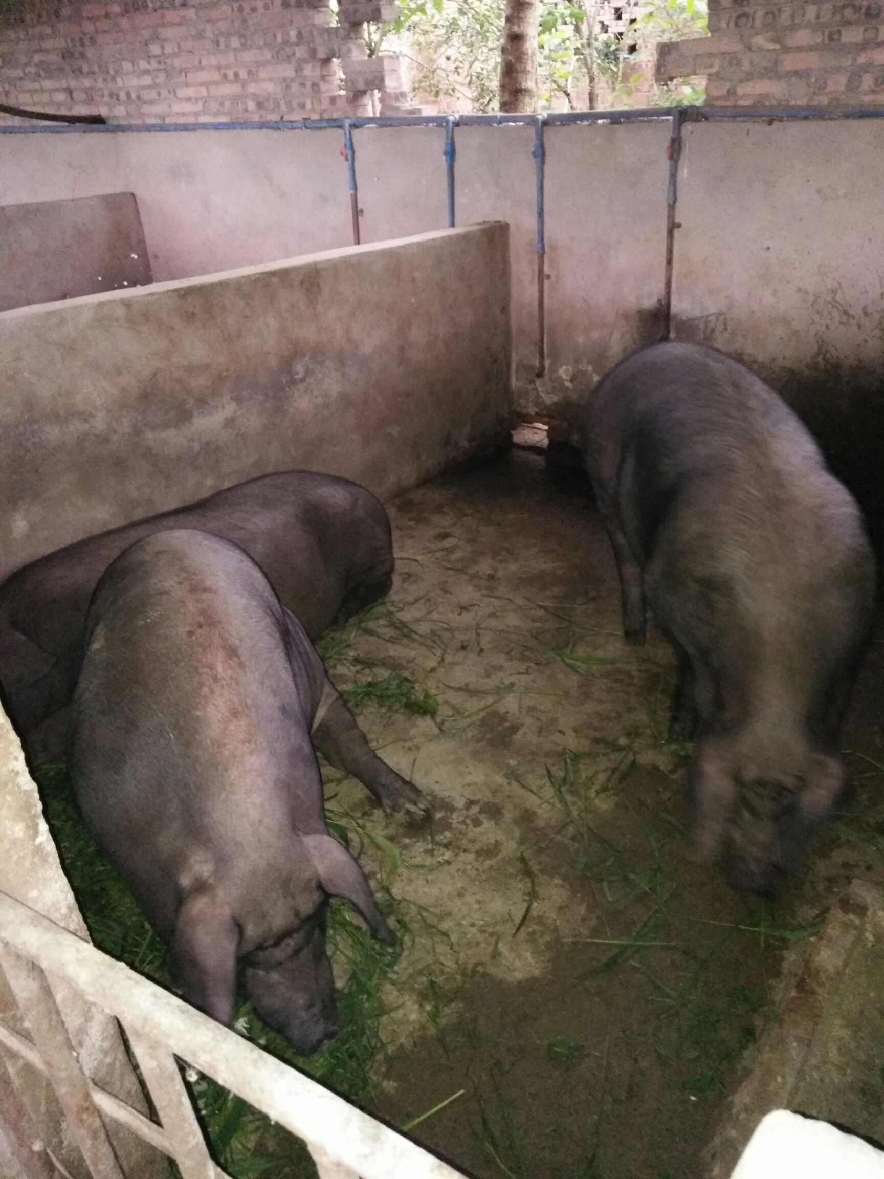 黑猪200-300斤