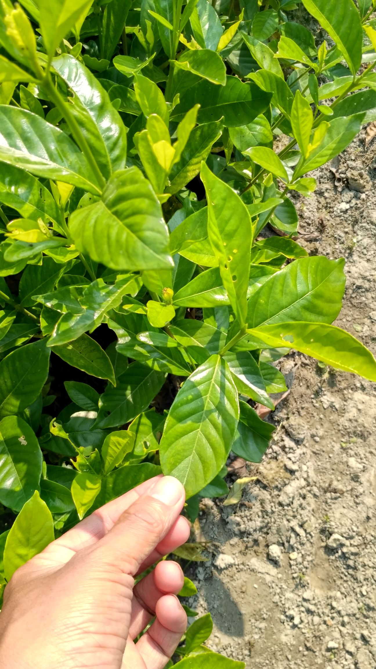 大叶栀子栀子花苗批发