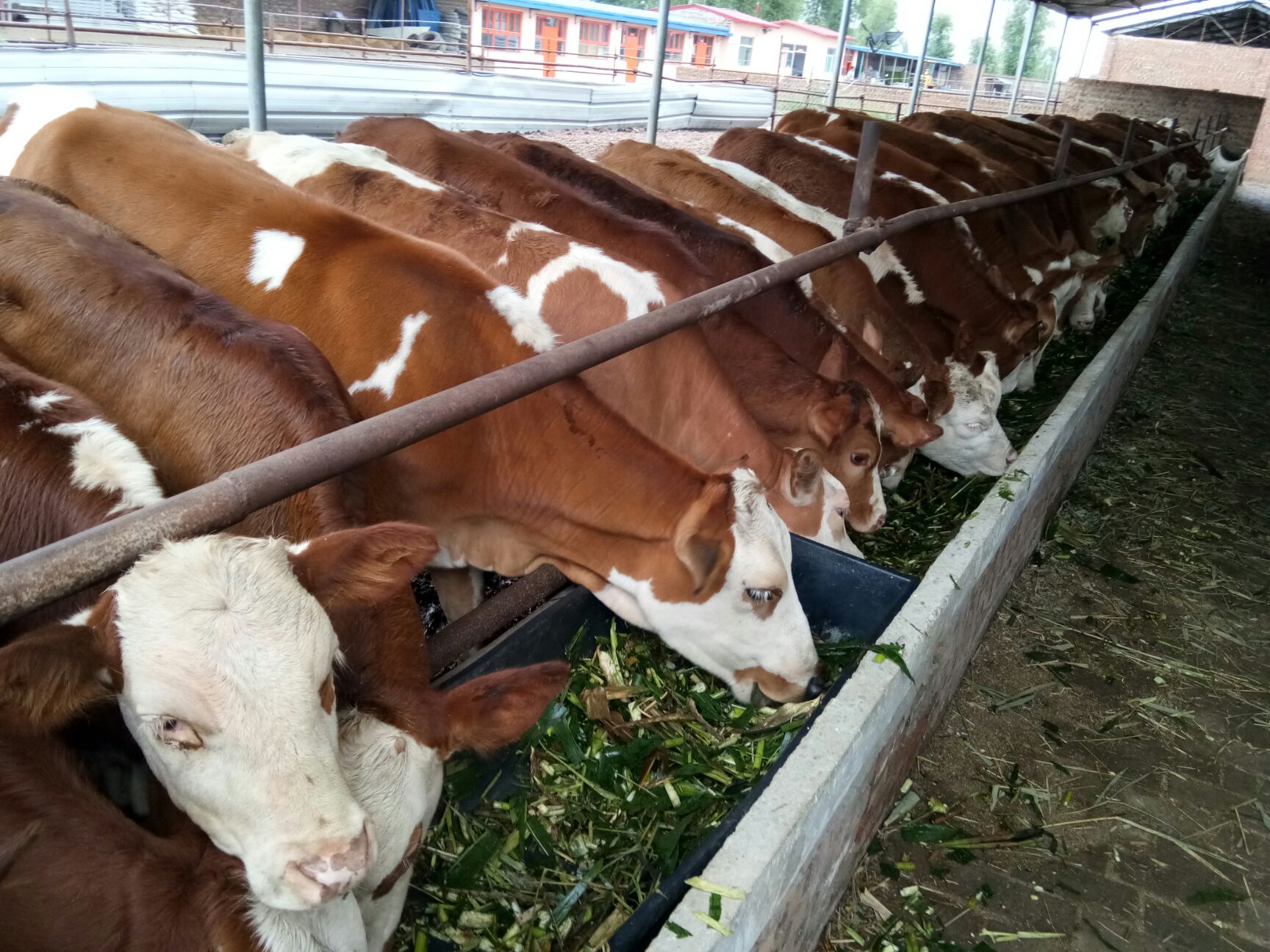 改良肉牛 200-300斤 公牛