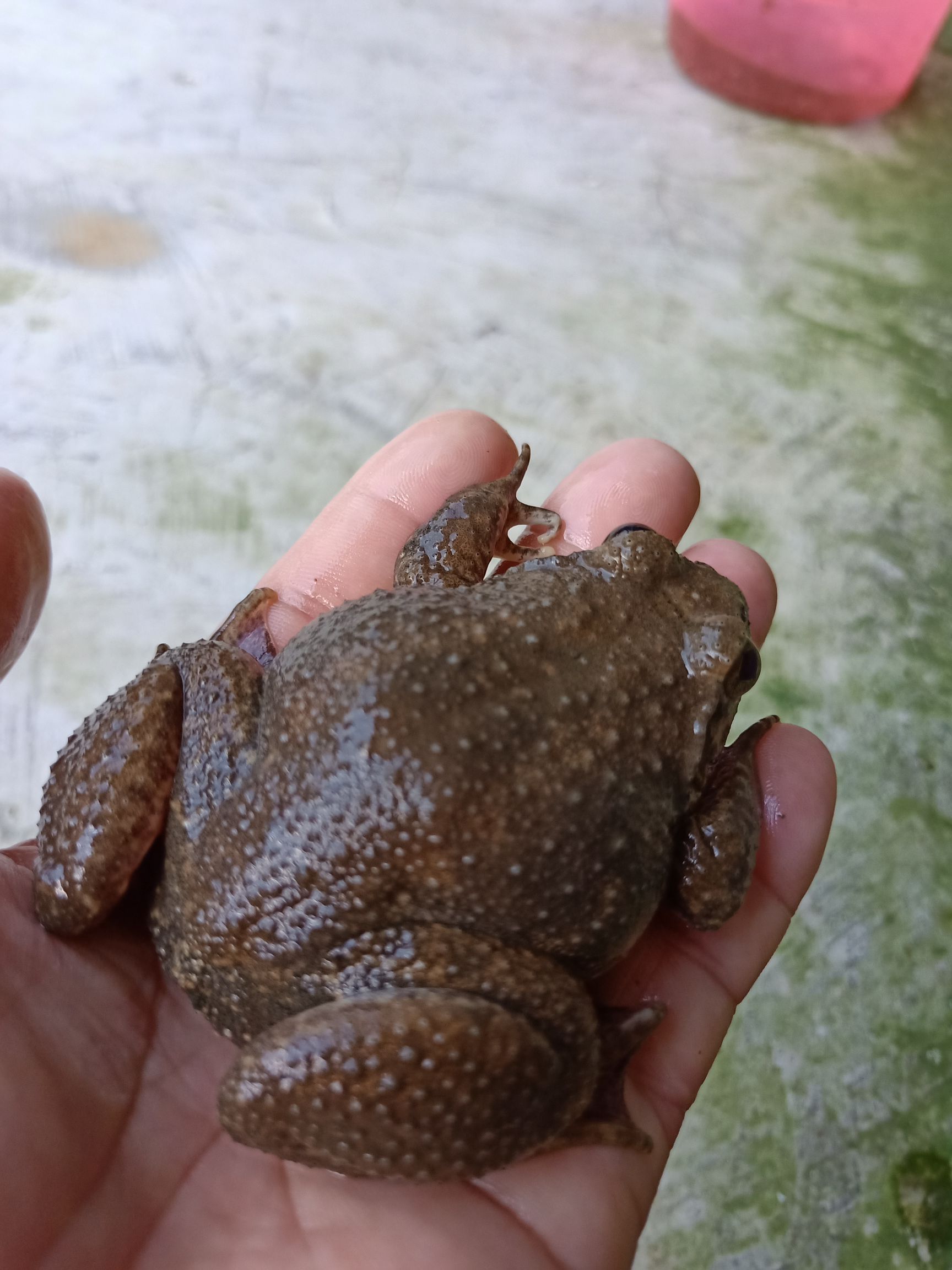 石蛙