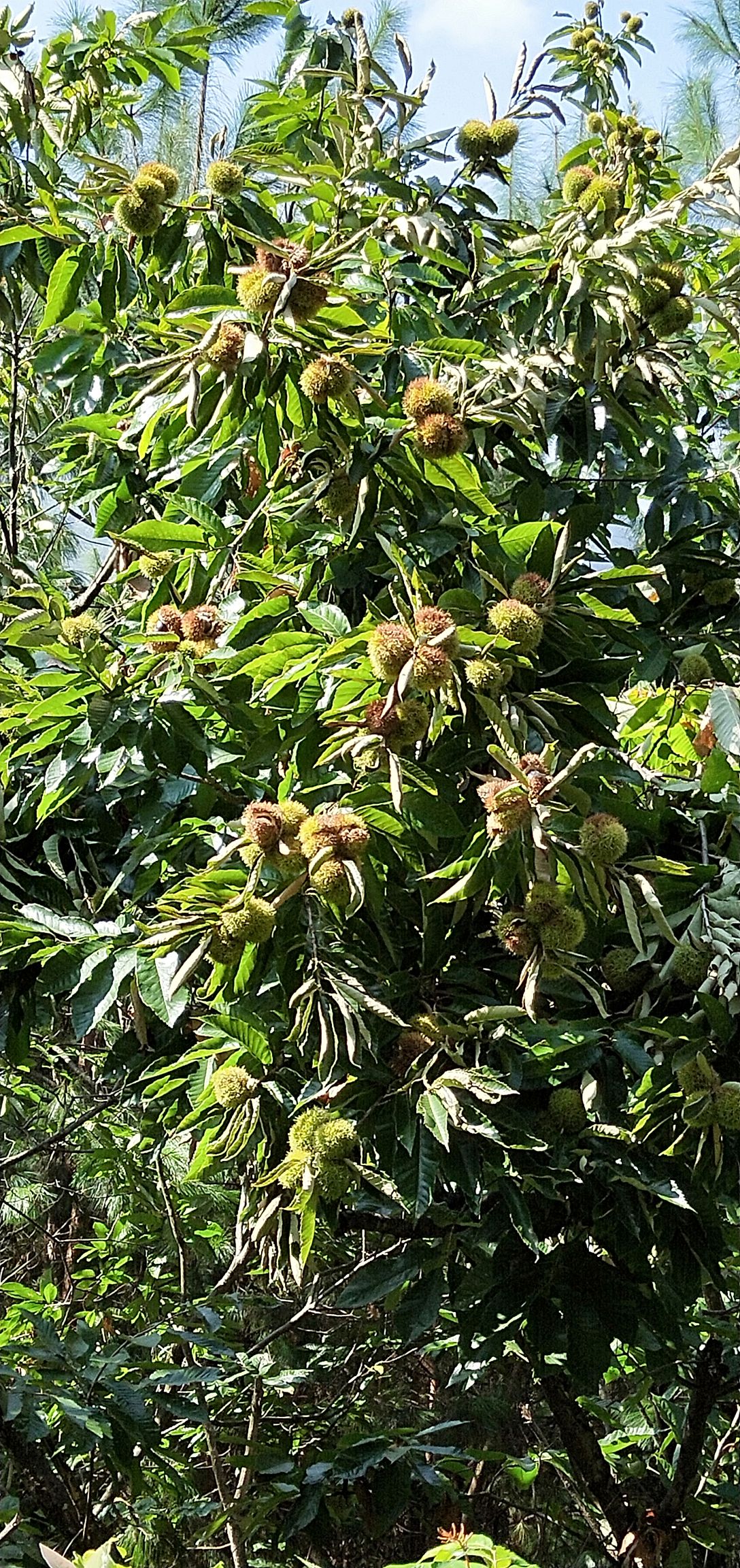 野生板栗 二级 中粒
