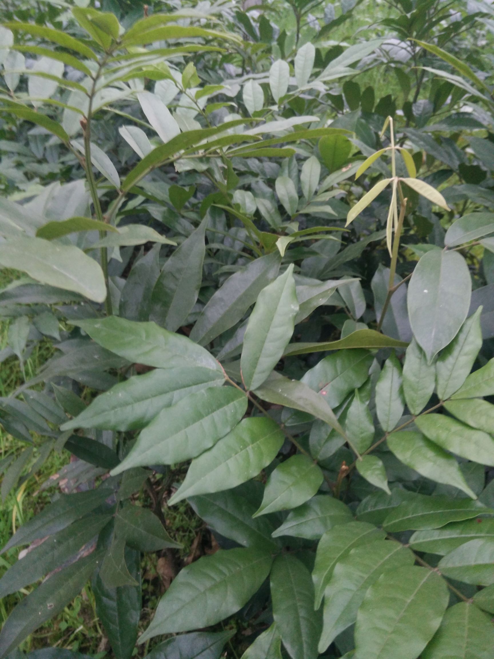 苗木花草  红豆树   商品详情 该红豆树叫小叶红豆,木材珍贵,树形