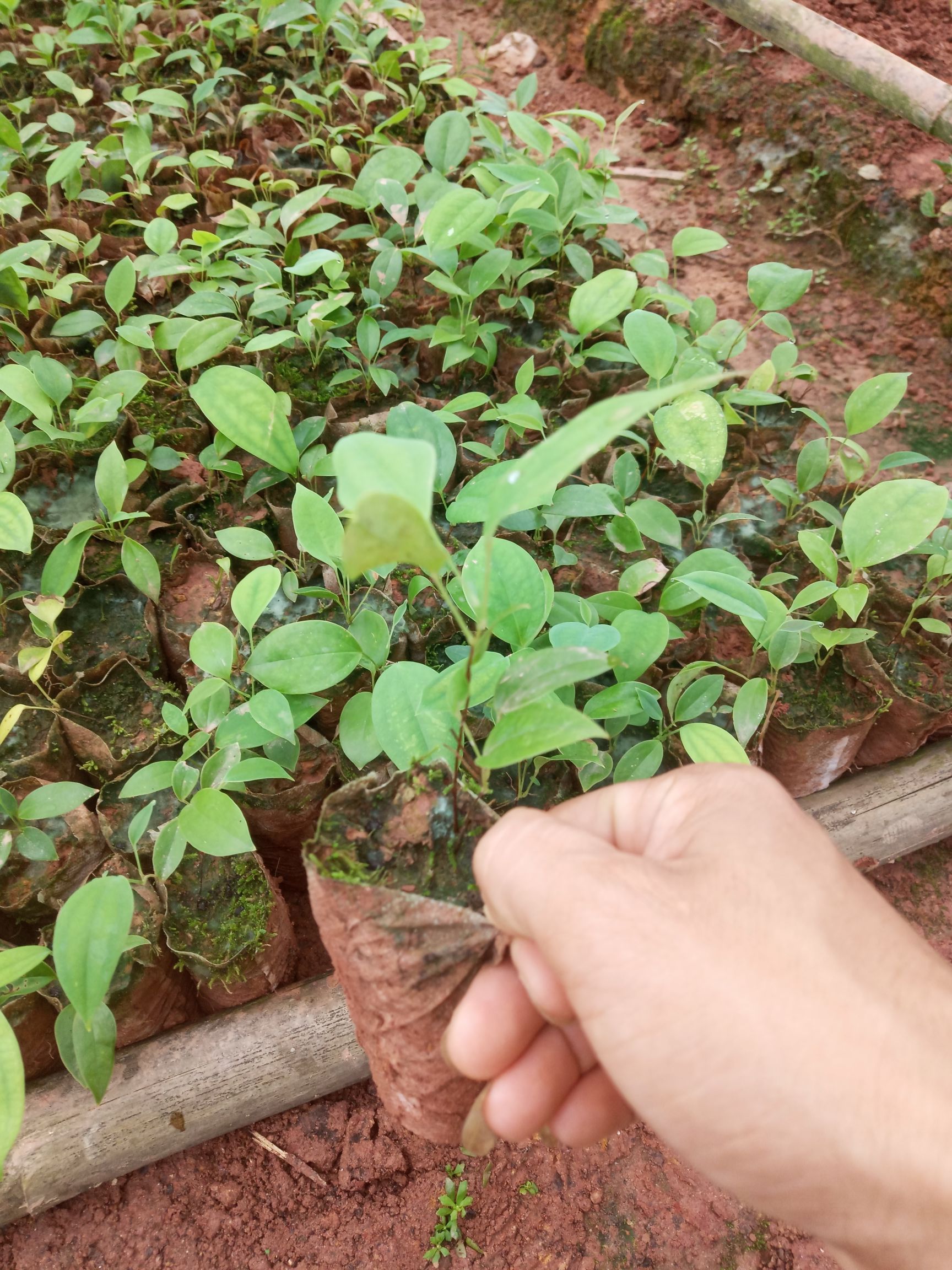 茯苓苗