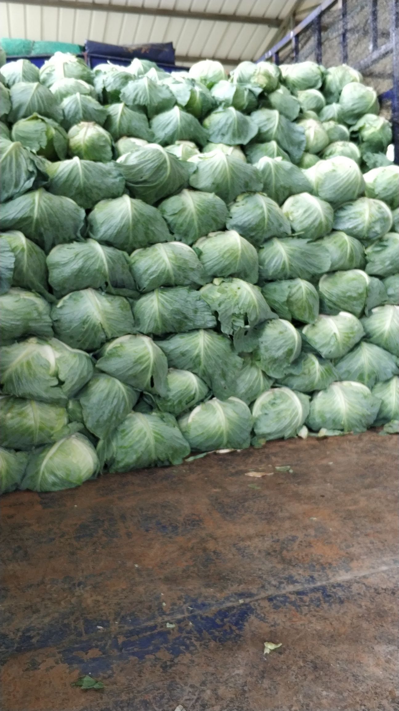 蔬菜 包菜  商品详情 平度市郭庄镇每年种植2季奥奇娜扁甘蓝,面积大