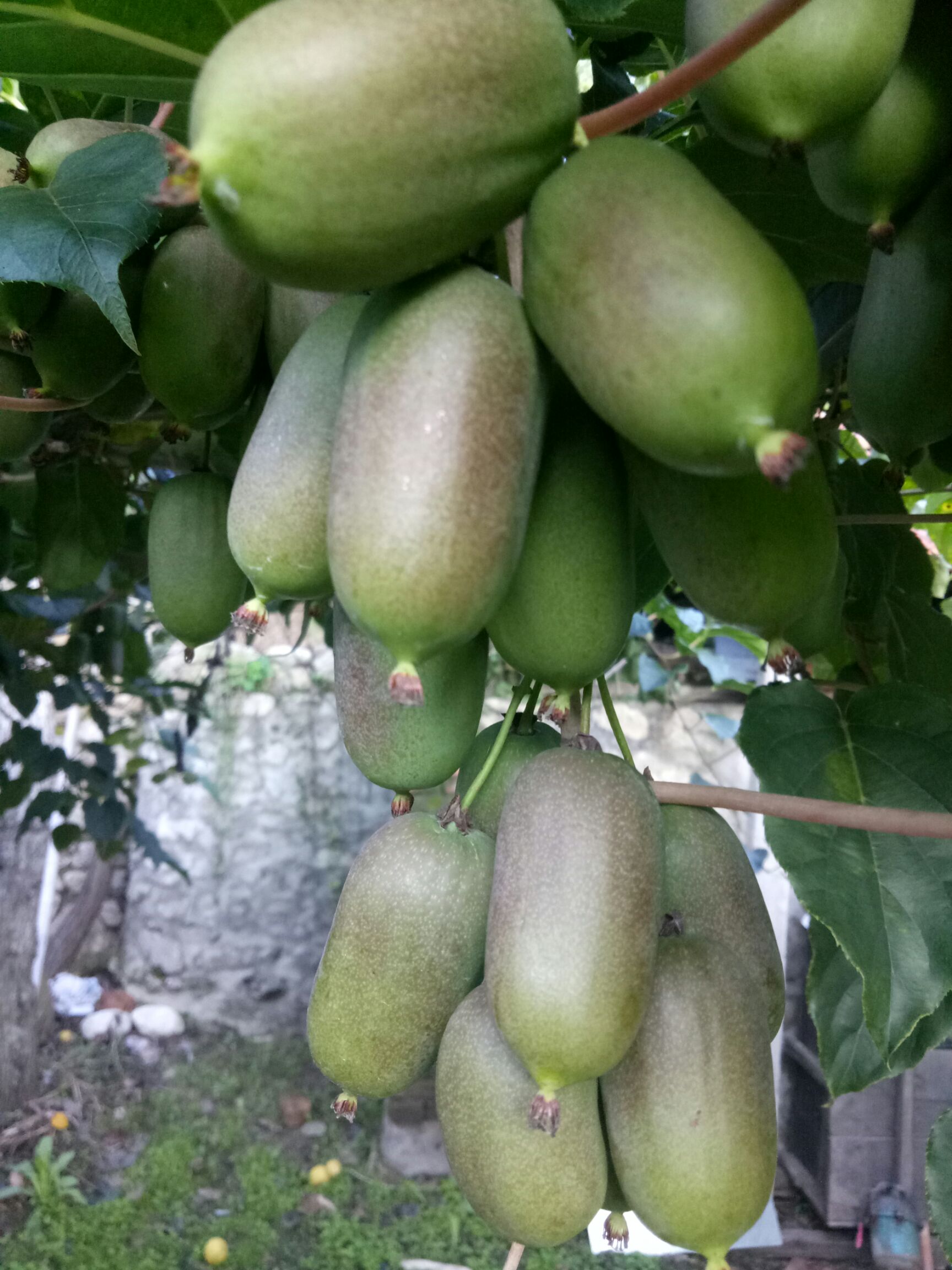 [软枣猕猴桃批发]软枣猕猴桃 50克以下价格50元\/斤 10斤起批