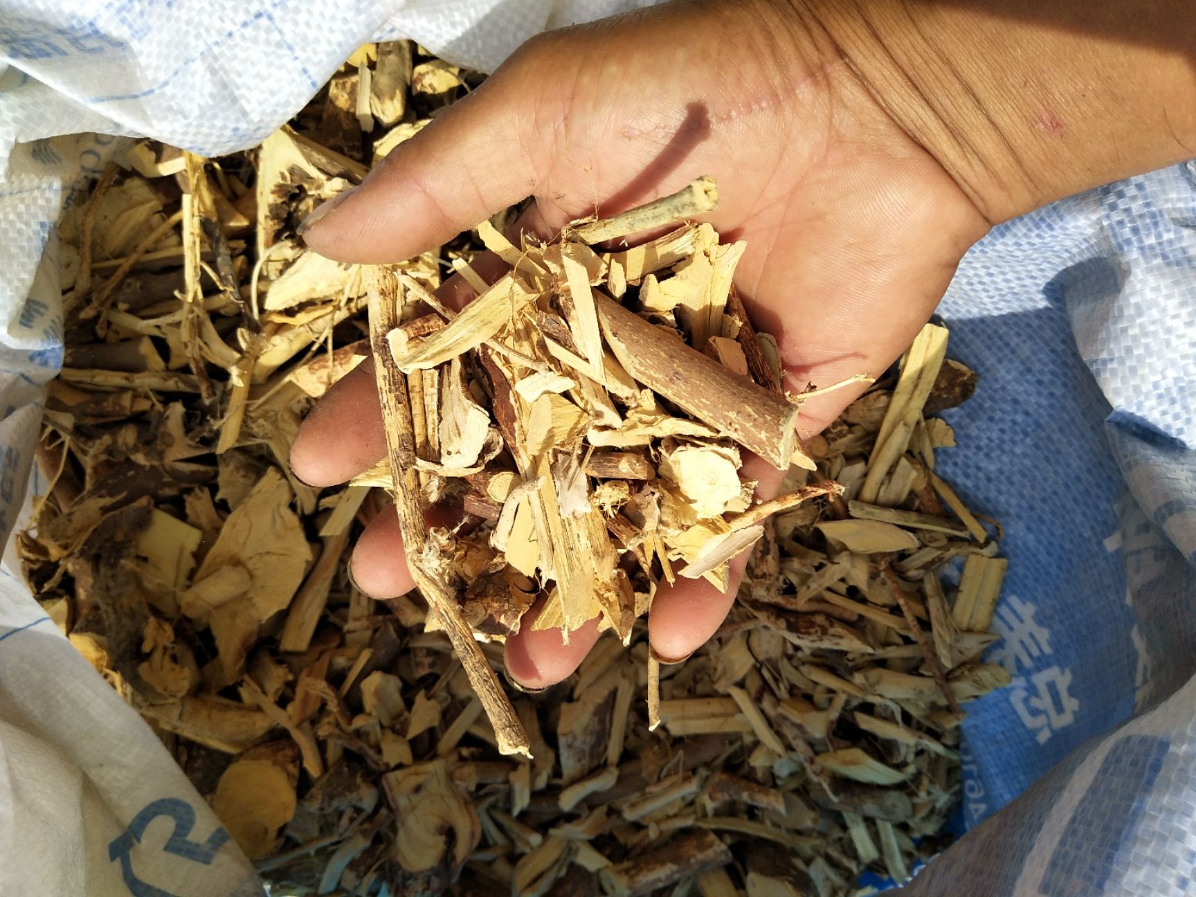 五指毛桃