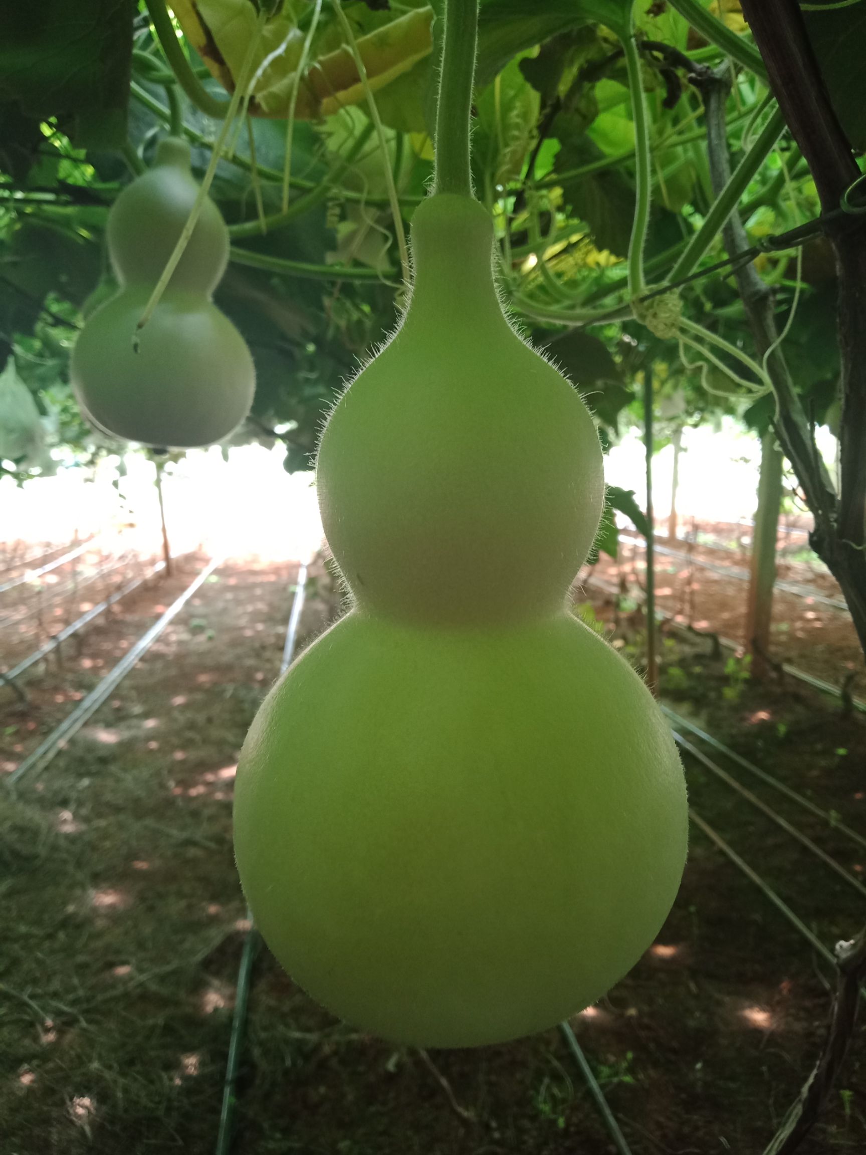 葫芦种子