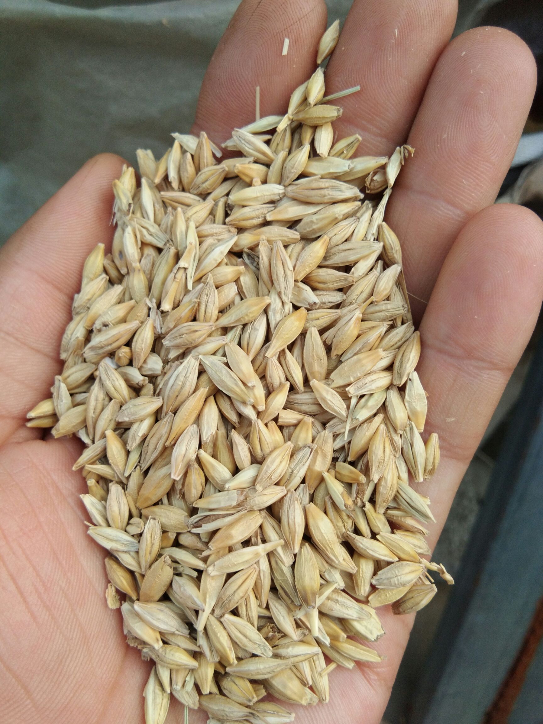 品种名:皮大麦          自己家种的圆粒大麦,种子买的是