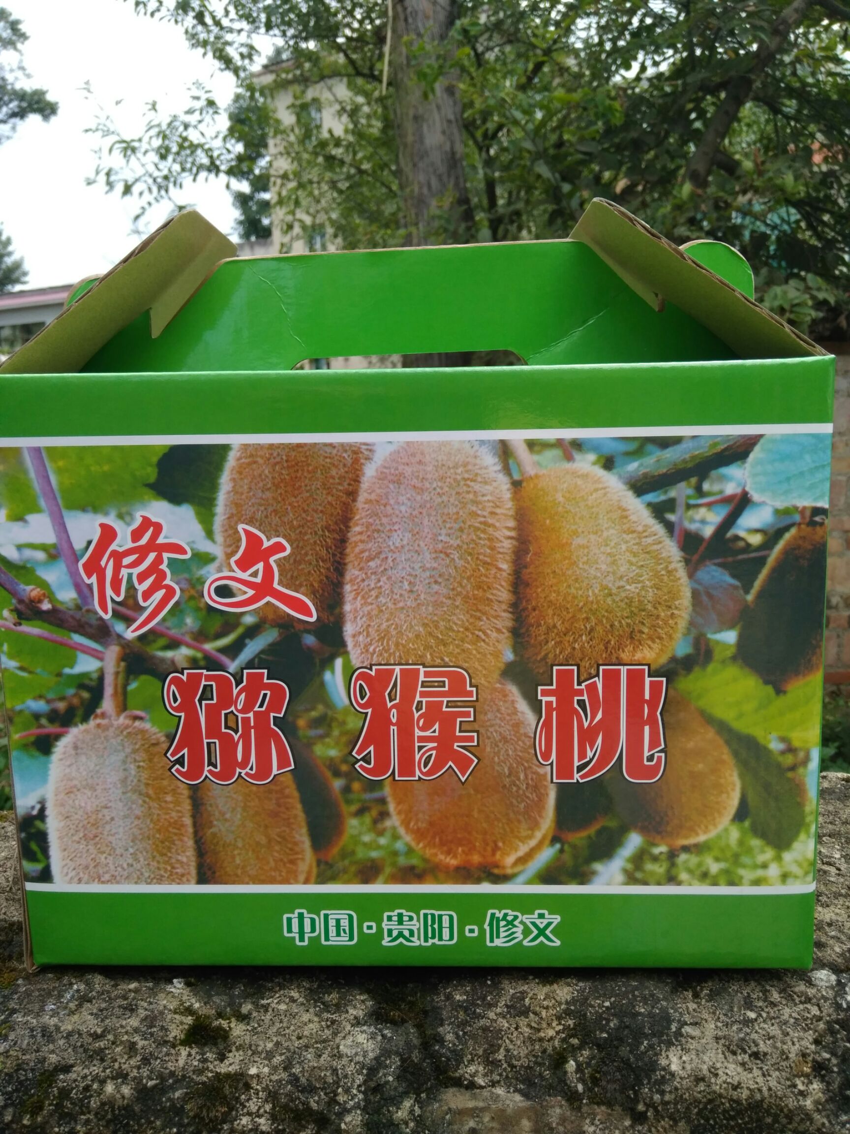 修文猕猴桃 50克以下