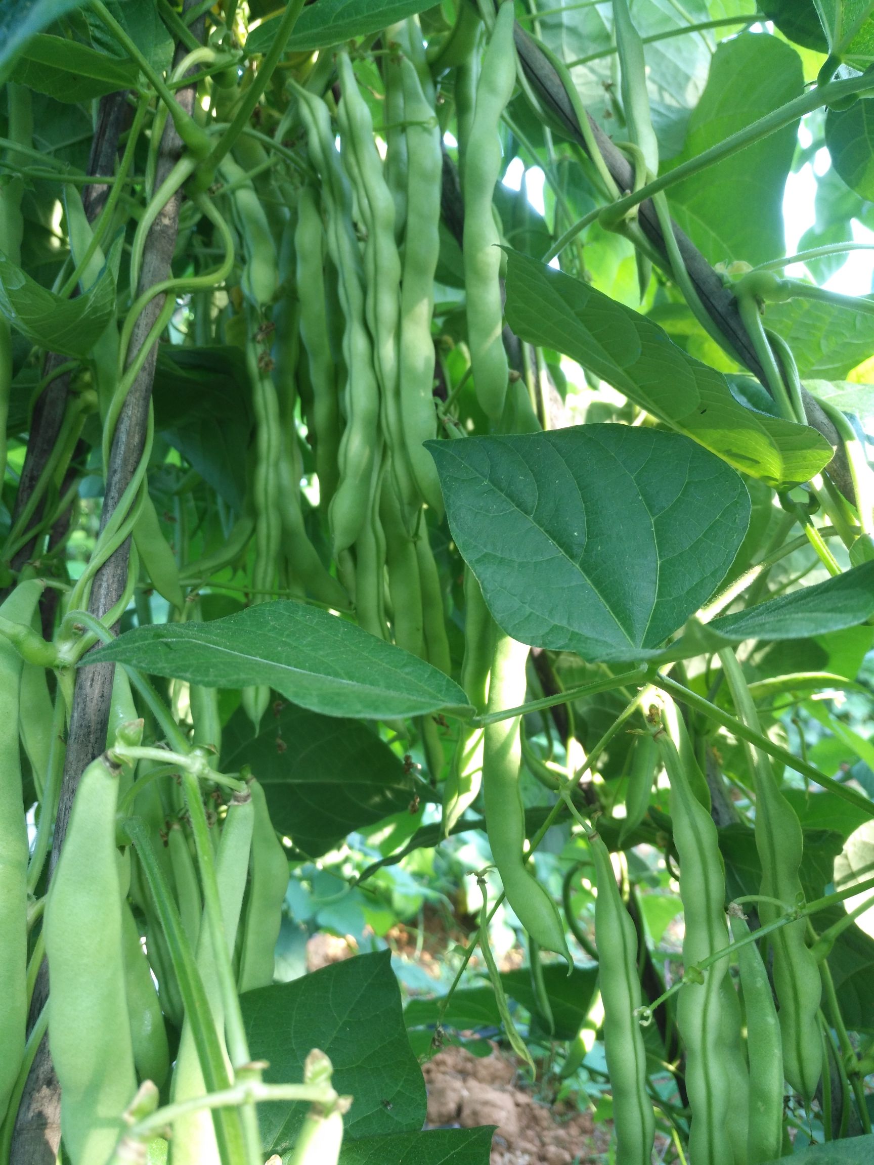 供应大厅  蔬菜 豆角  商品属性 品种名:长豇豆 商品详情 我是包地