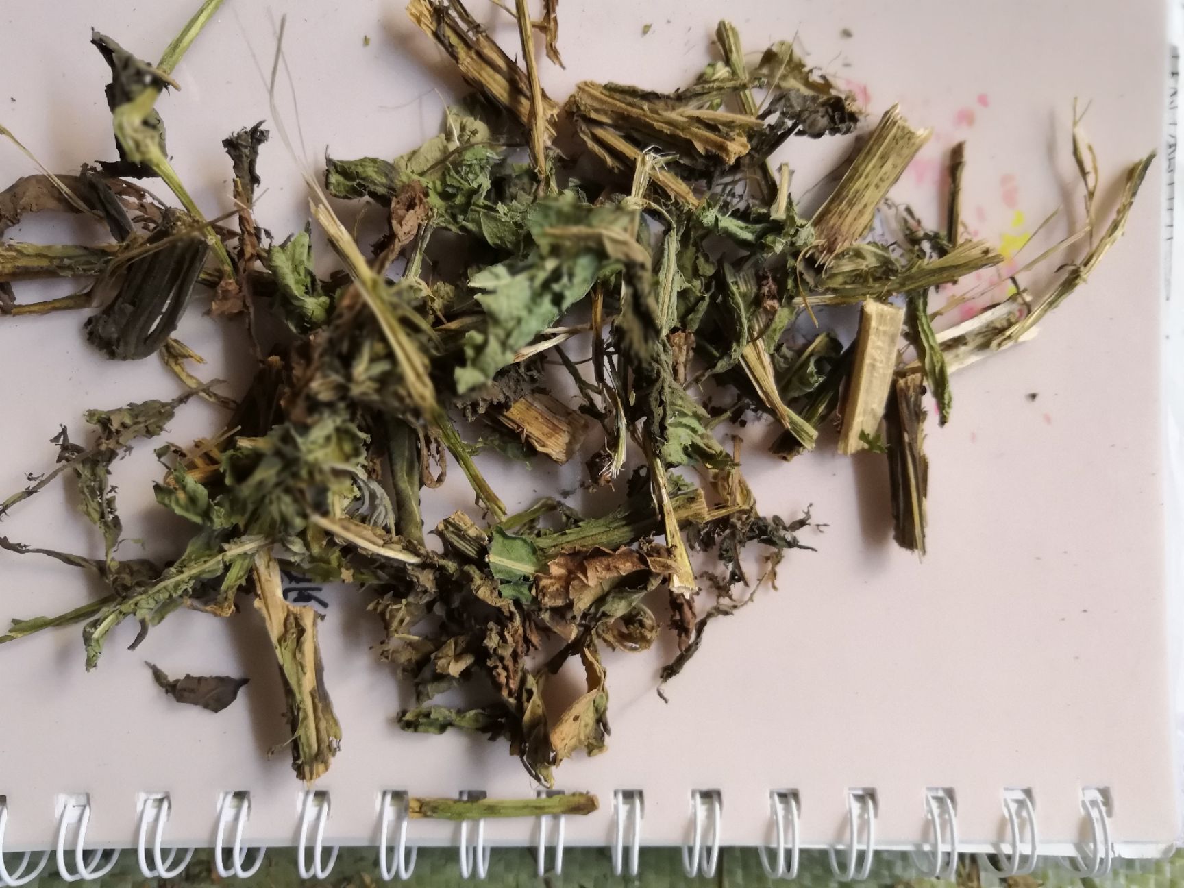 六棱菊