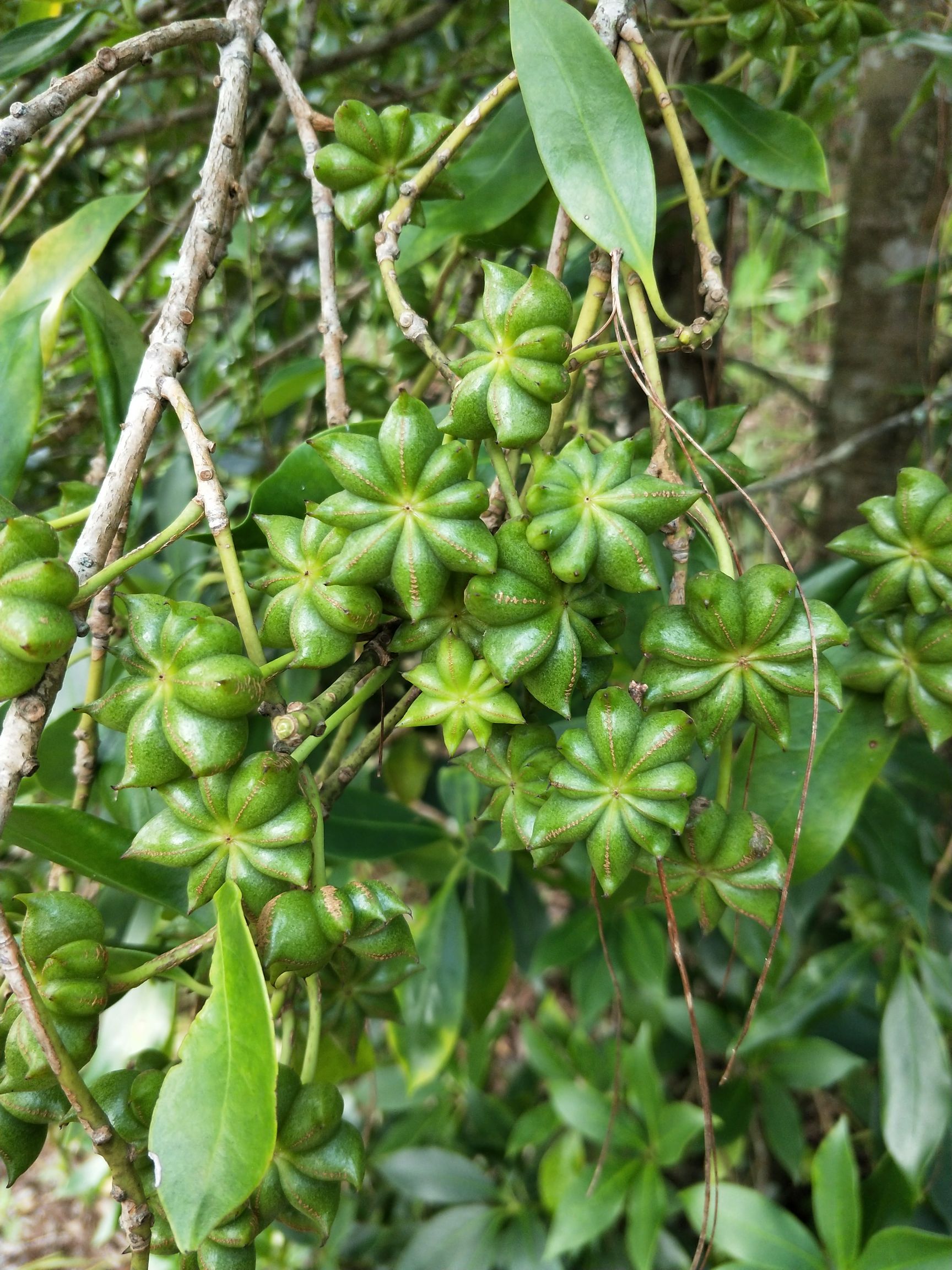 野生八角 货品状态:干八角 商品详情 八角,又称茴香,八角茴香,大料和