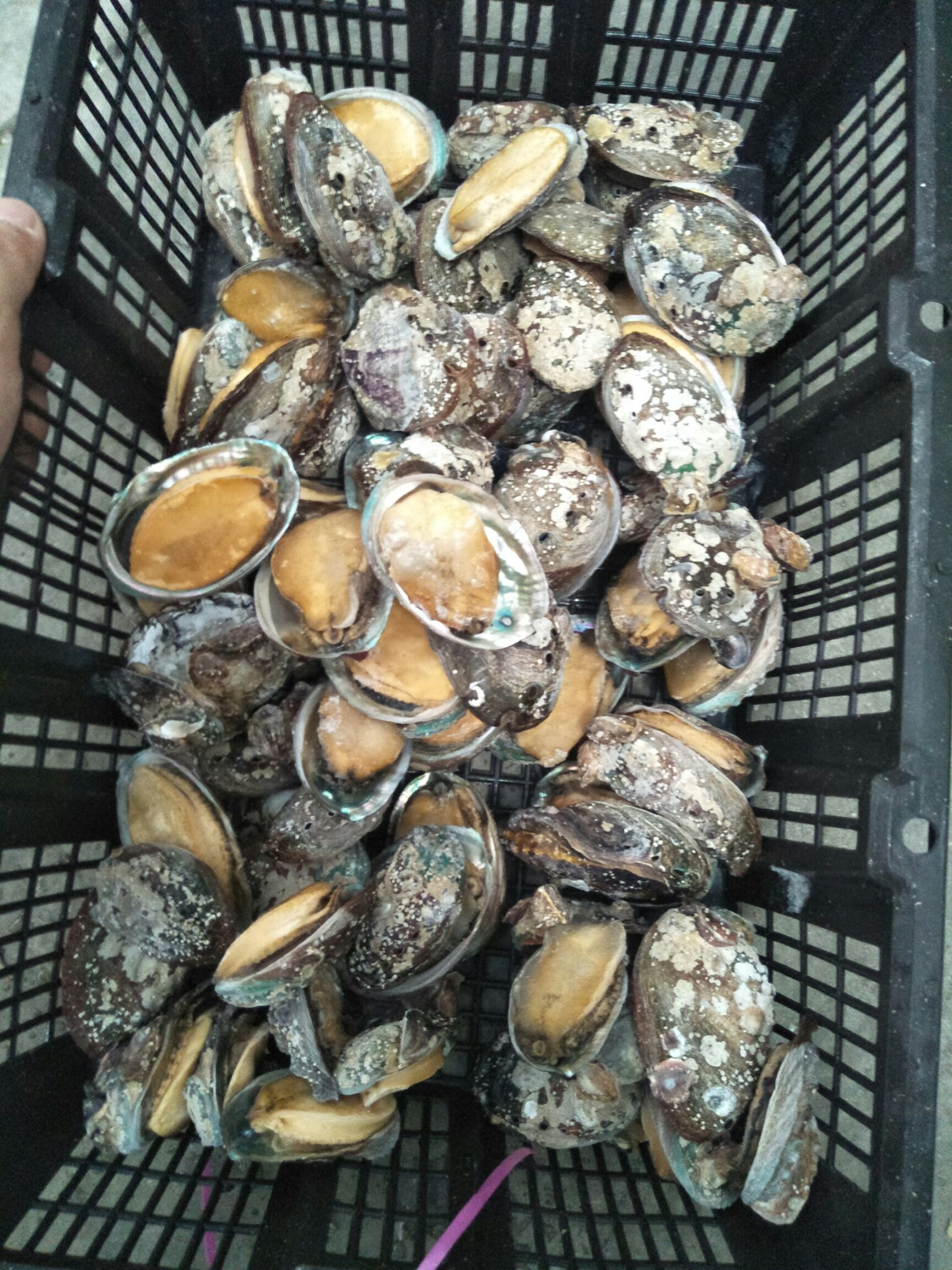 野生鲍鱼 野生