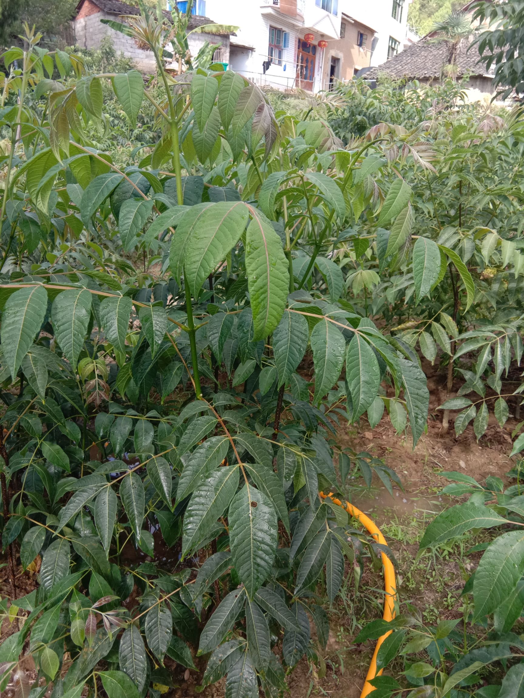 吴茱萸 