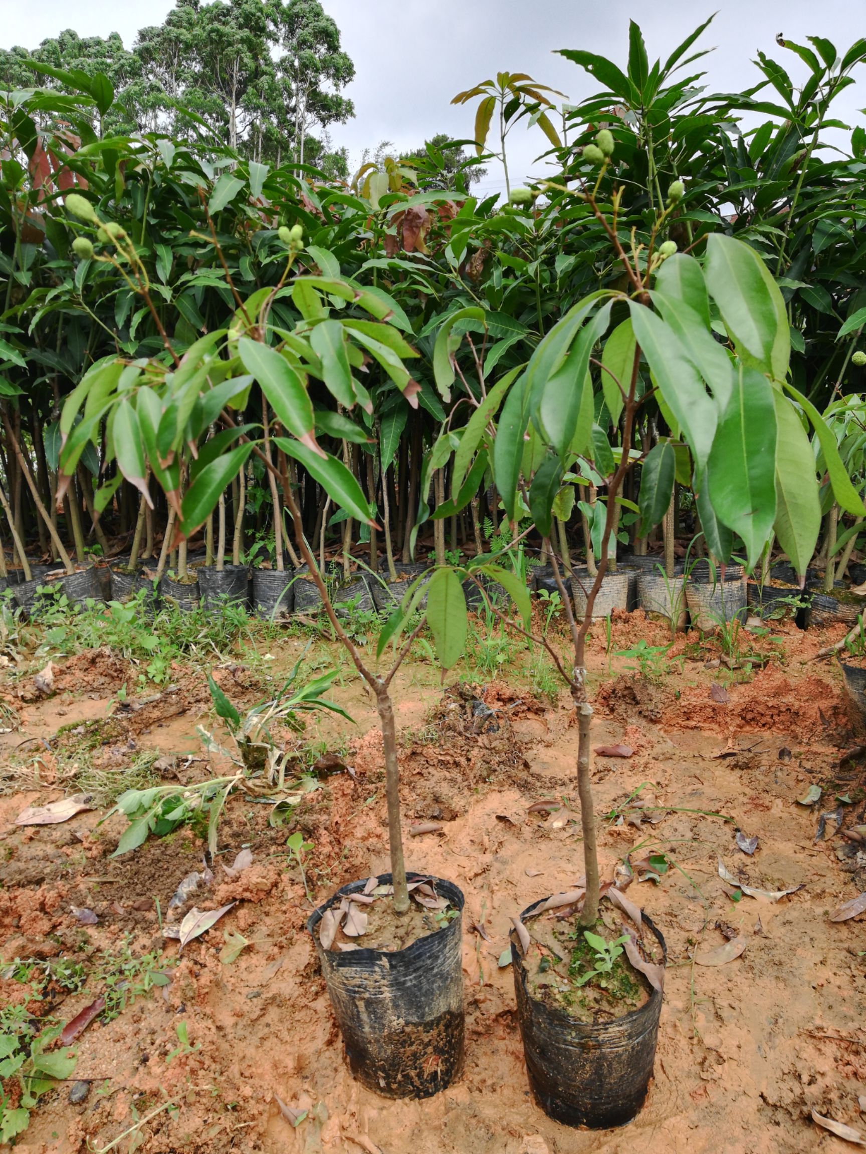 商品详情 无核荔枝是荔枝品种独有的产品,其果肉如凝脂,晶莹清脆,吃