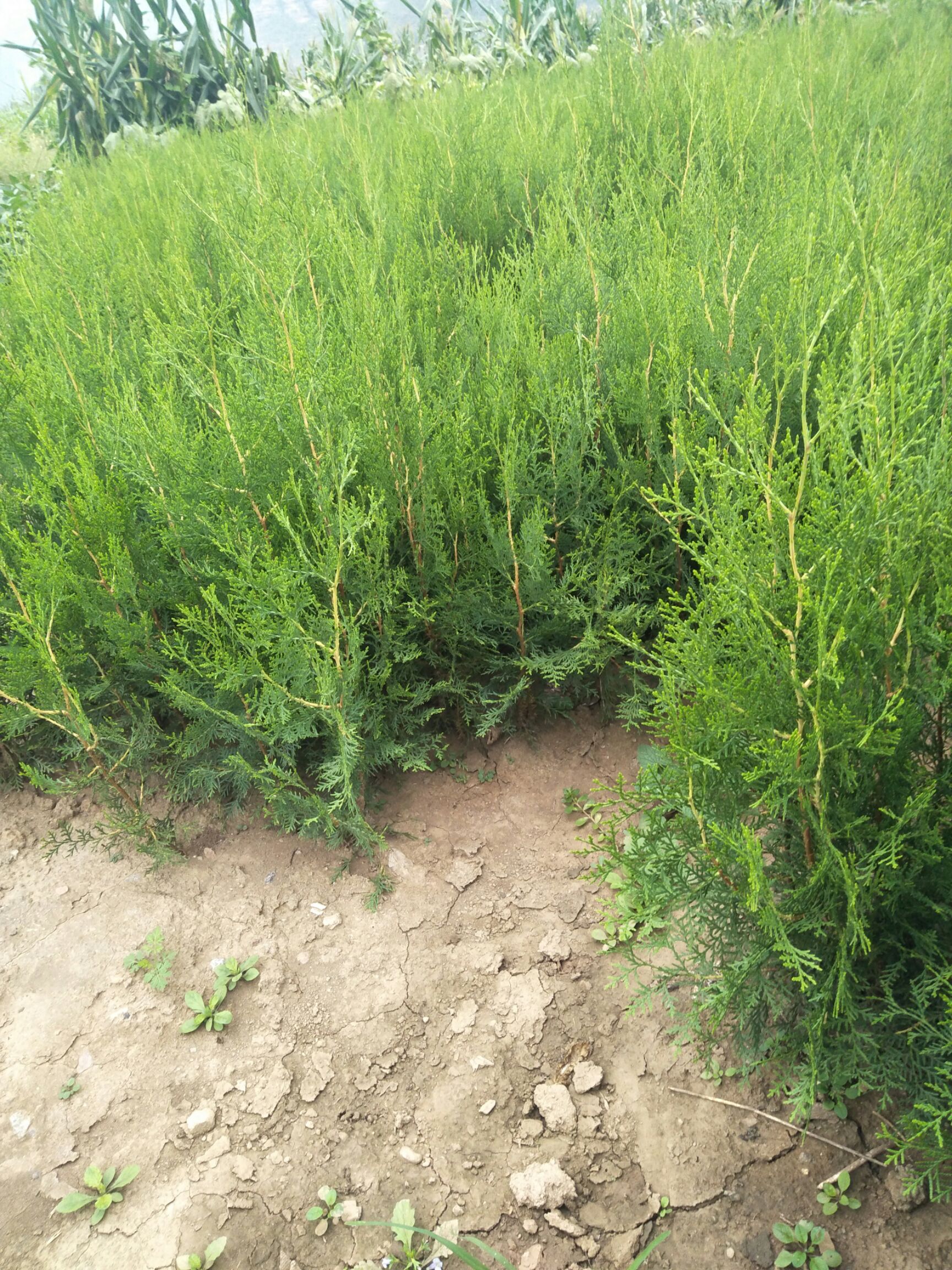 侧柏苗 