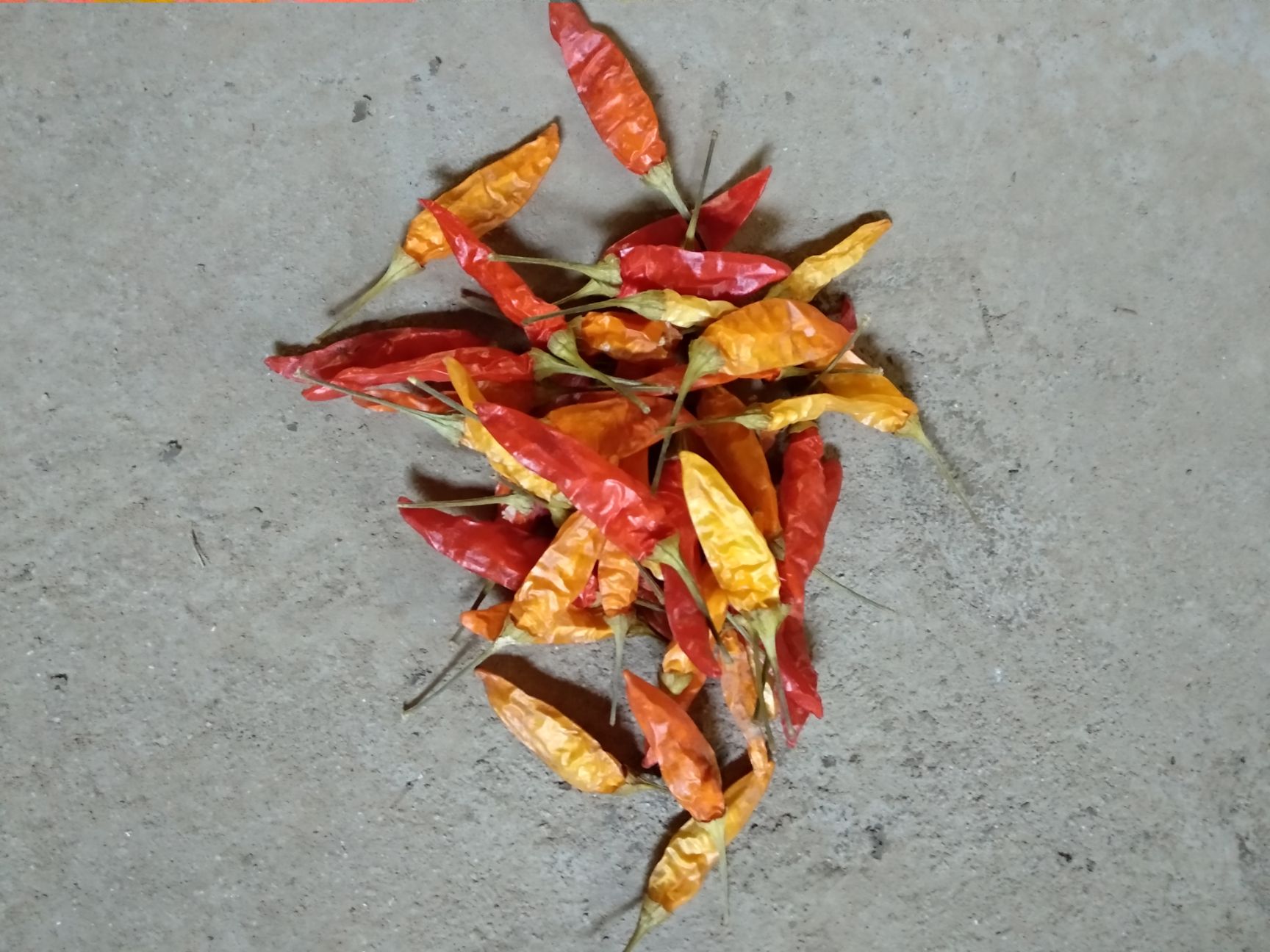 小米椒干辣椒最新产地行情_小米椒干辣椒产地行情数据