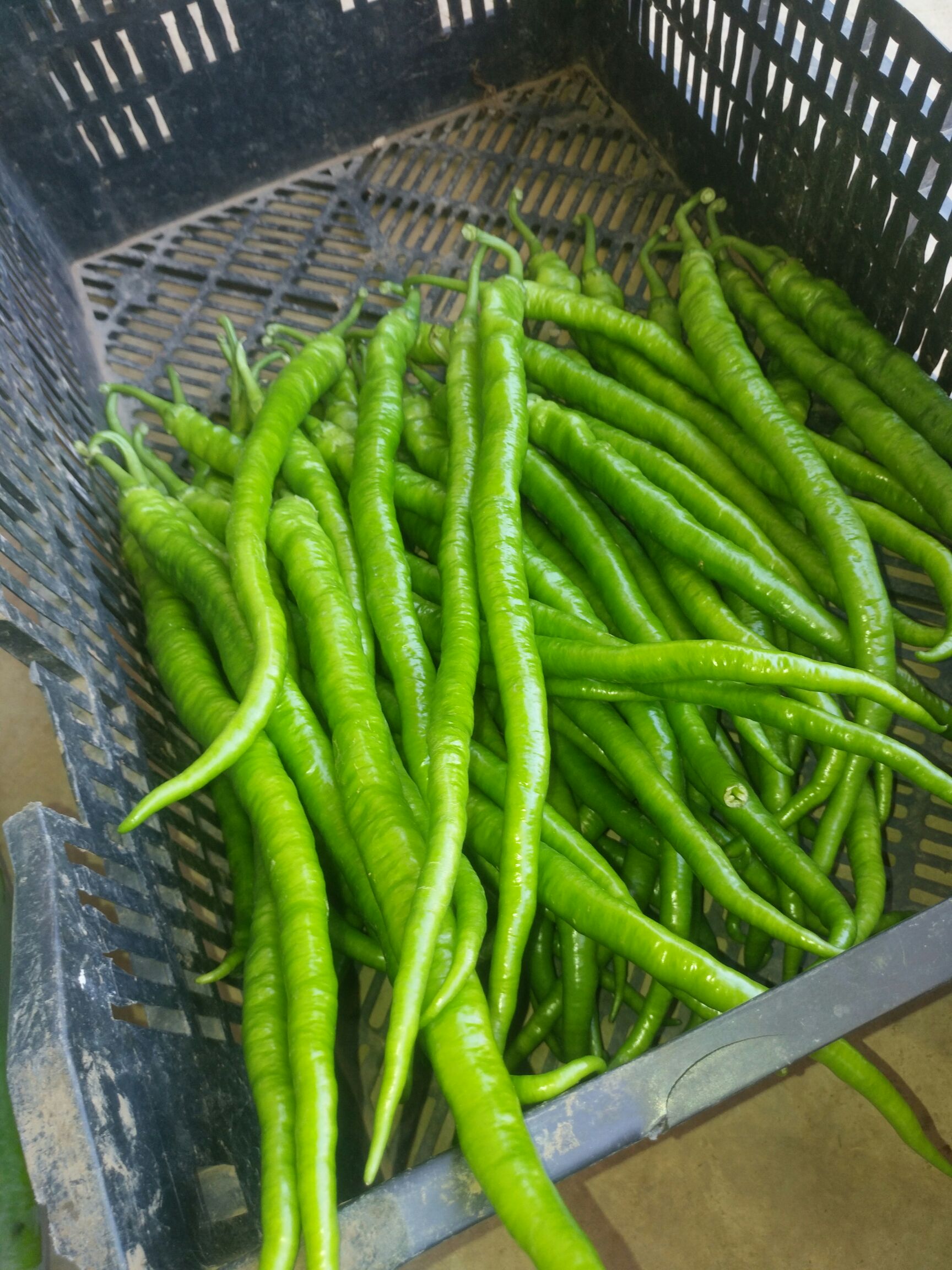 二荆条辣椒 大量青椒上市,需要的老板联系