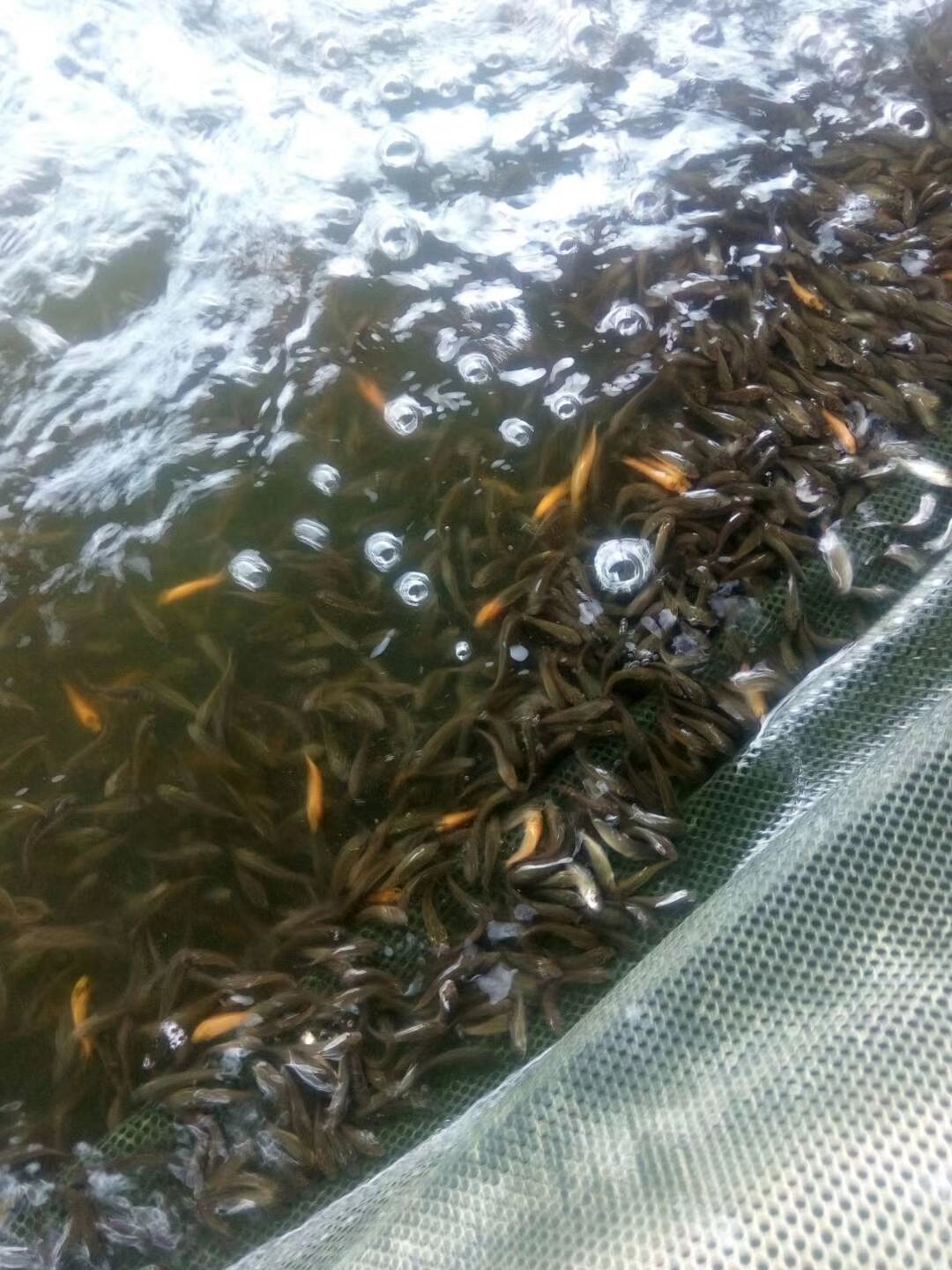 鲤鱼苗