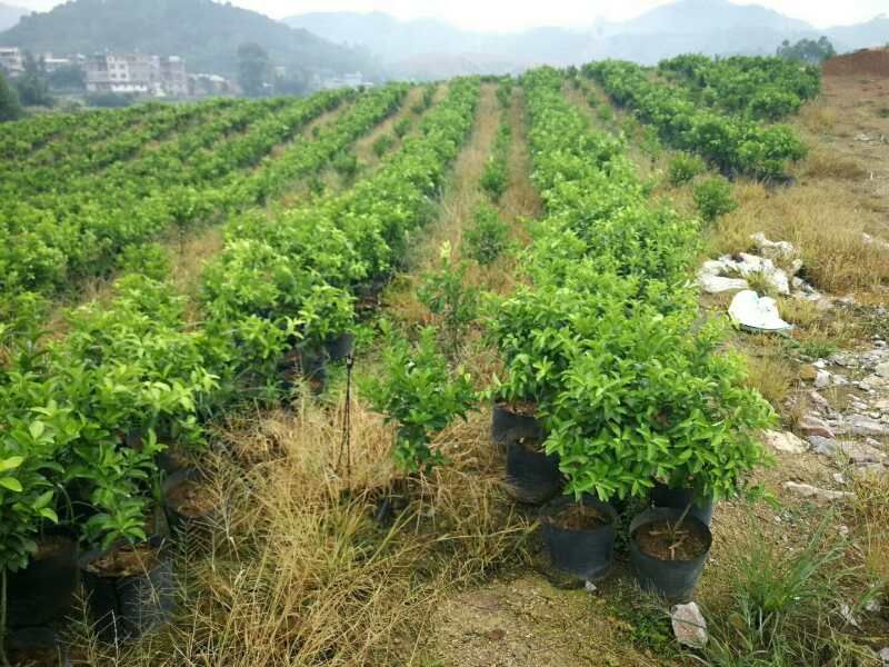 特级沙糖桔2年杯苗,每颗都经精心修剪,护理,客户回去种下就是树了