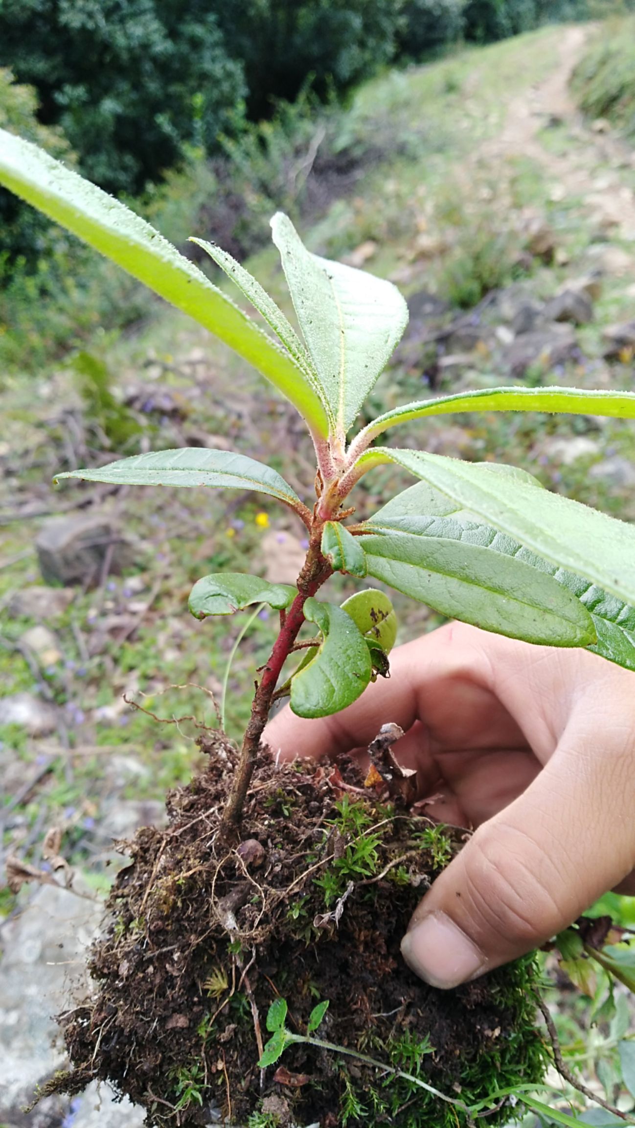 高山杜鹃 0.5~1米