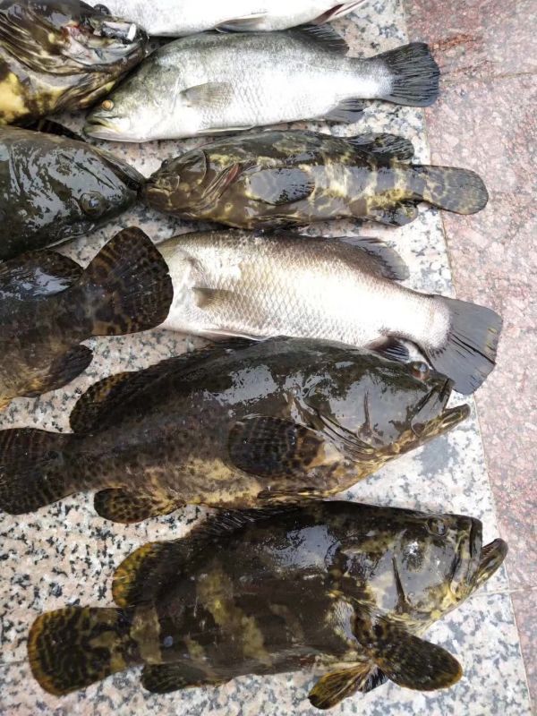 珍珠龙胆石斑鱼 人工养殖 1-1.5公斤