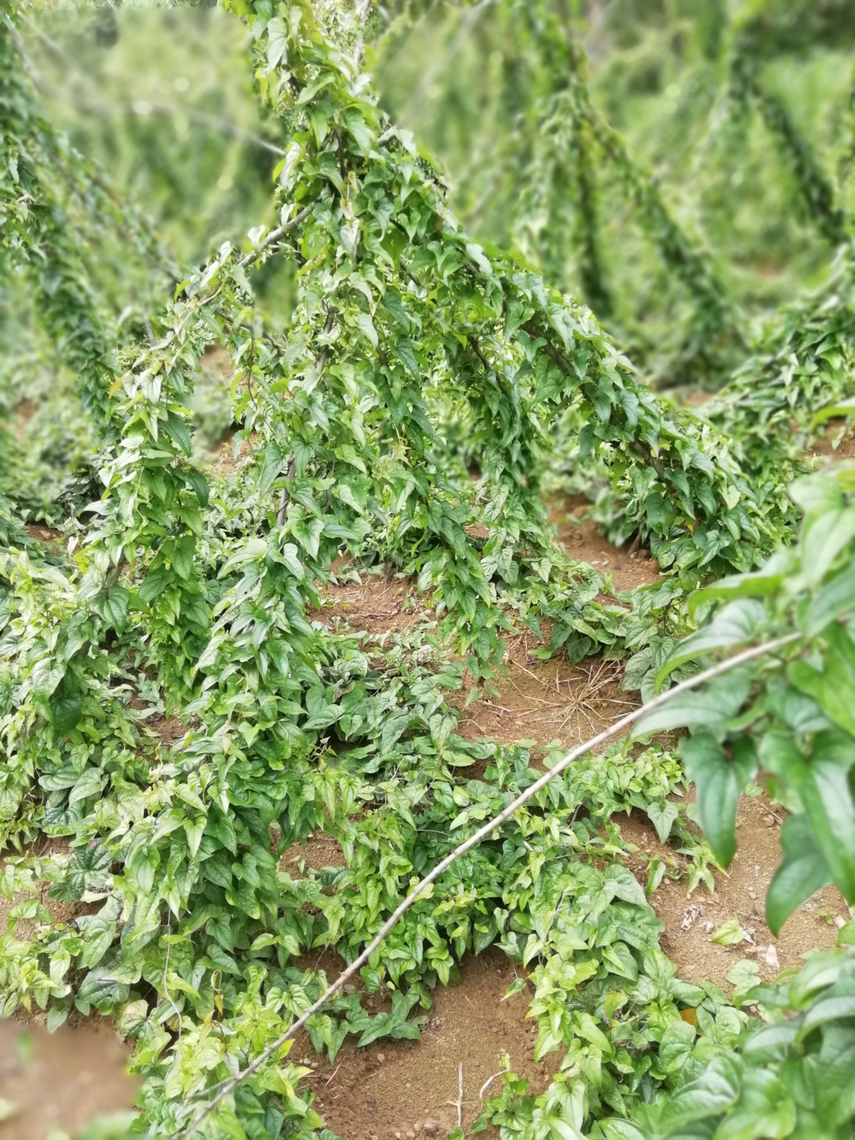 山药种子