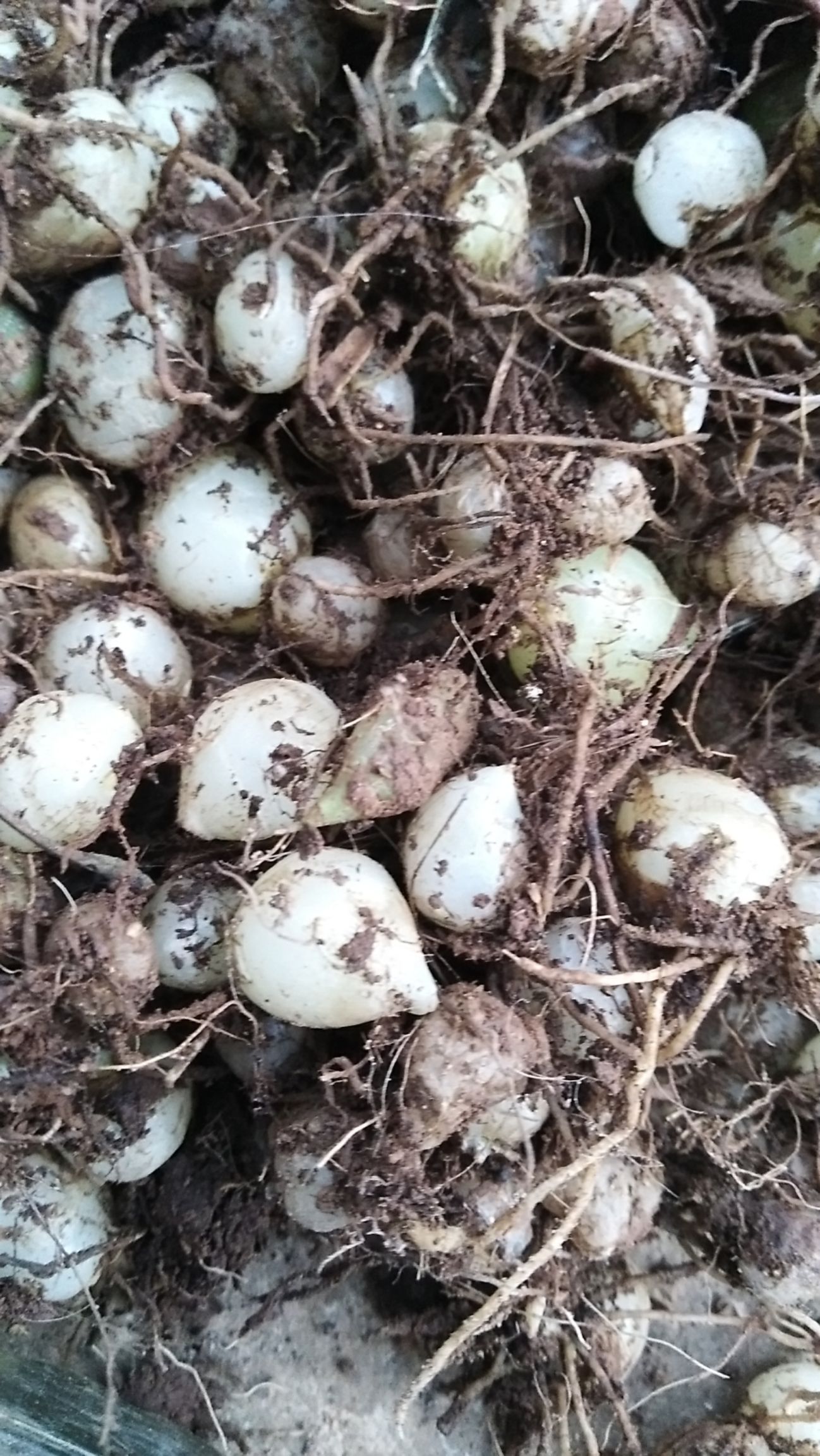 白及 圆白芨,小白芨,独白芨