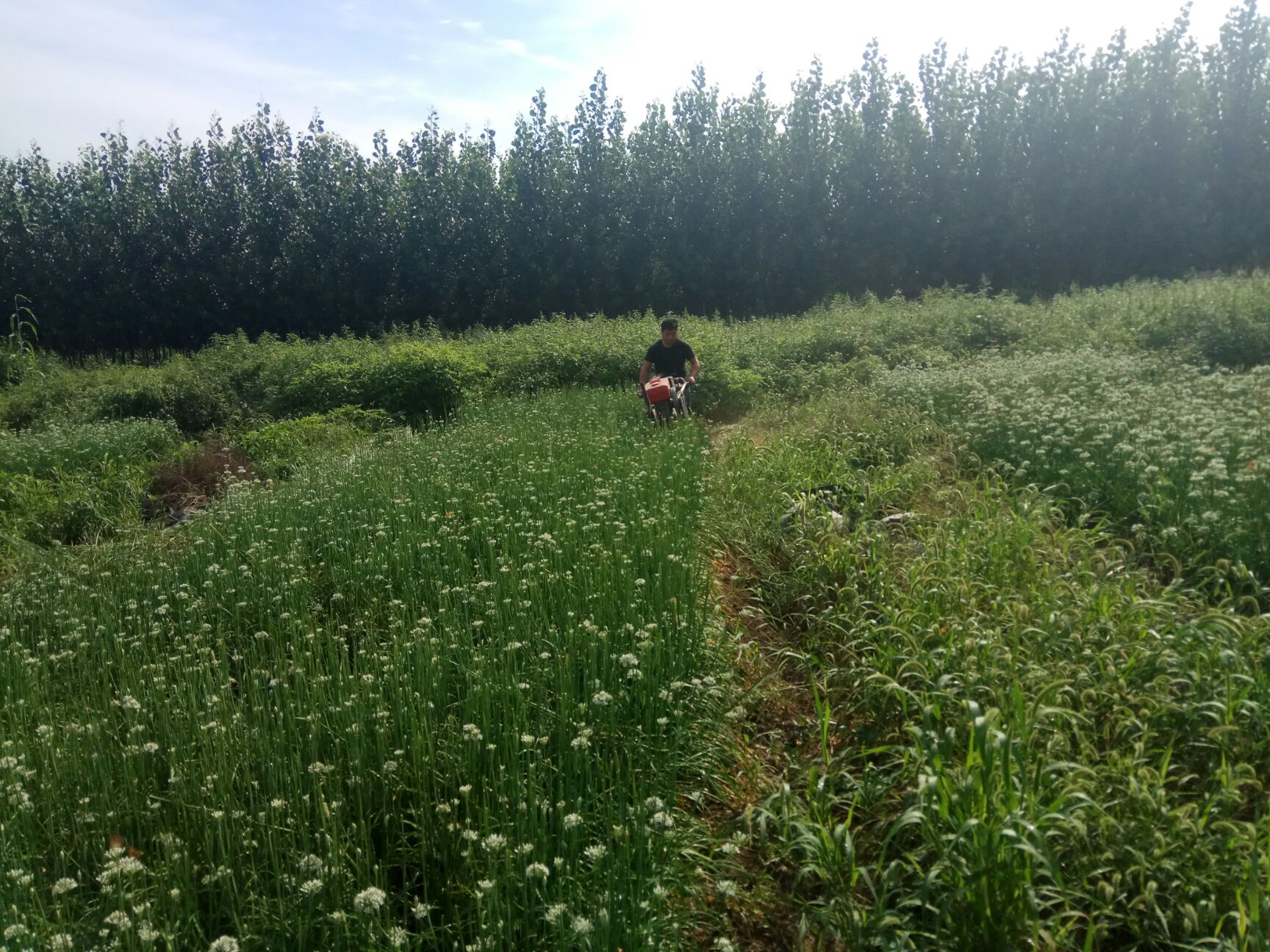 收割机 空心菜菠菜油菜苜蓿药