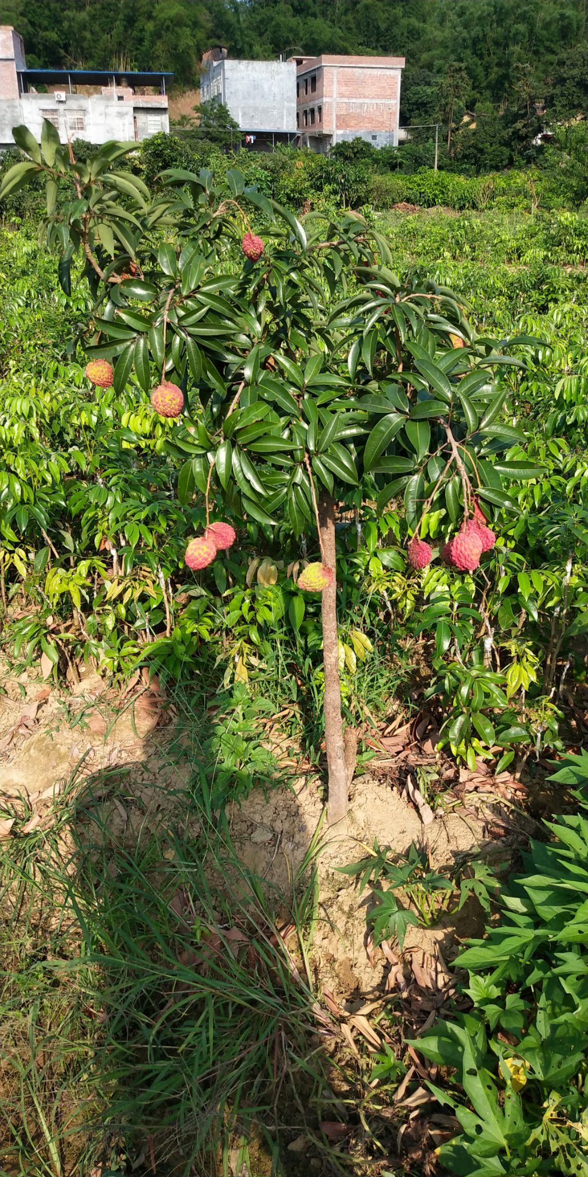 商品详情 果树苗批发,广西发货提供荔枝树苗:无核荔枝,糯米糍,鸡嘴荔