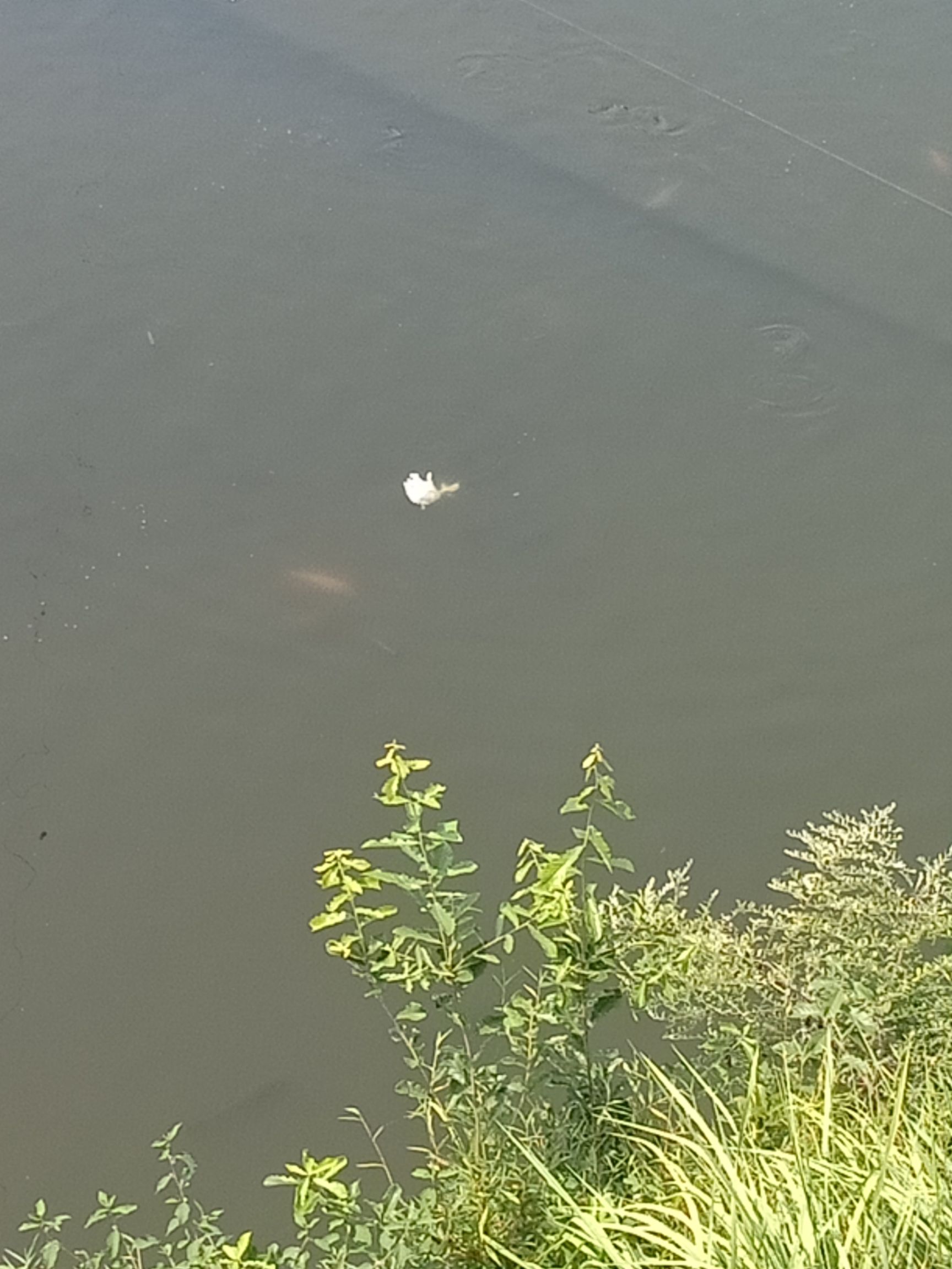 [湘云鲫批发]湘云鲫 人工养殖 0.25-1公斤价格7