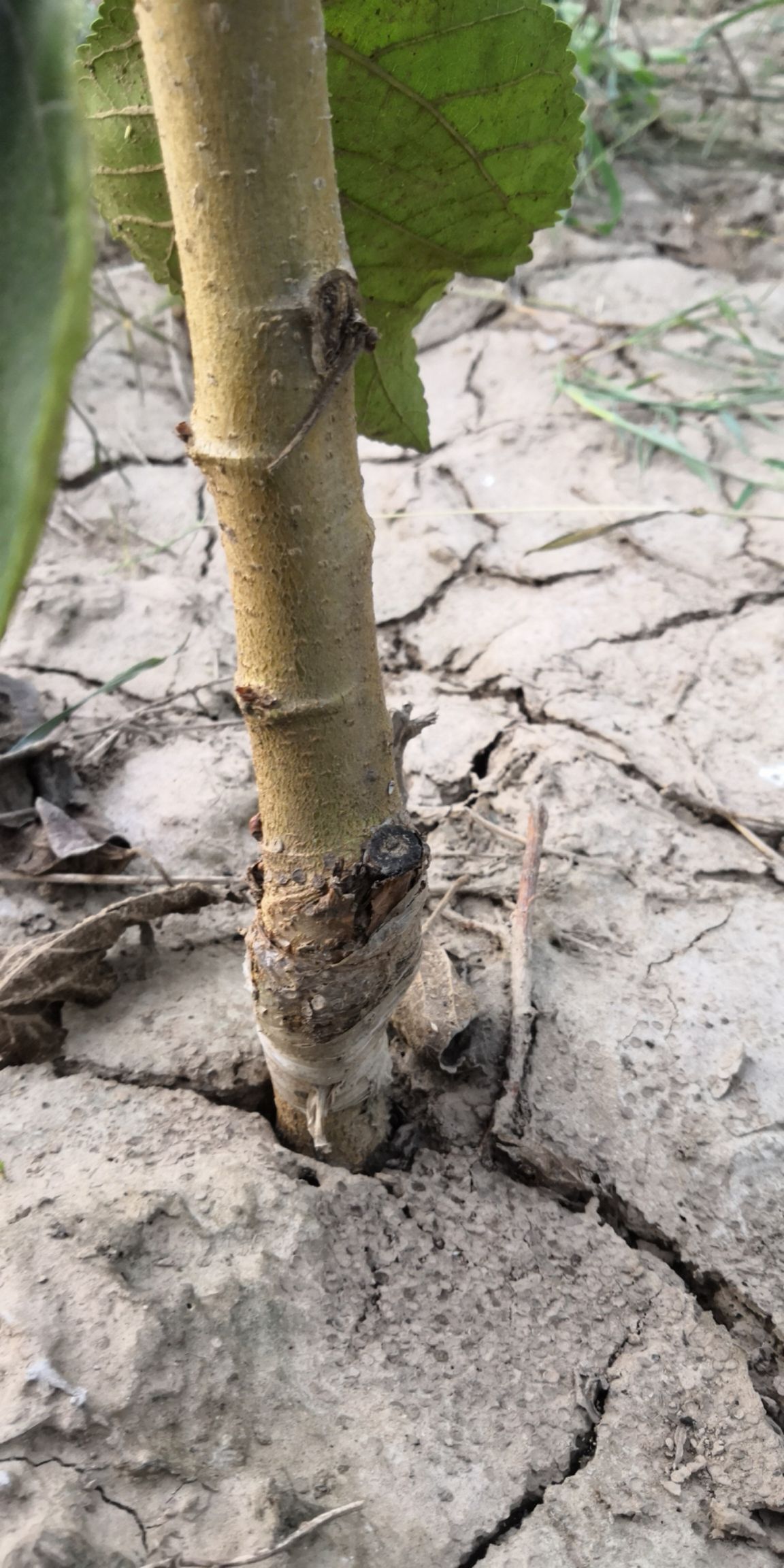 供应大厅  种子种苗  桑树苗   商品详情 产地直供黑珍珠嫁接桑树苗