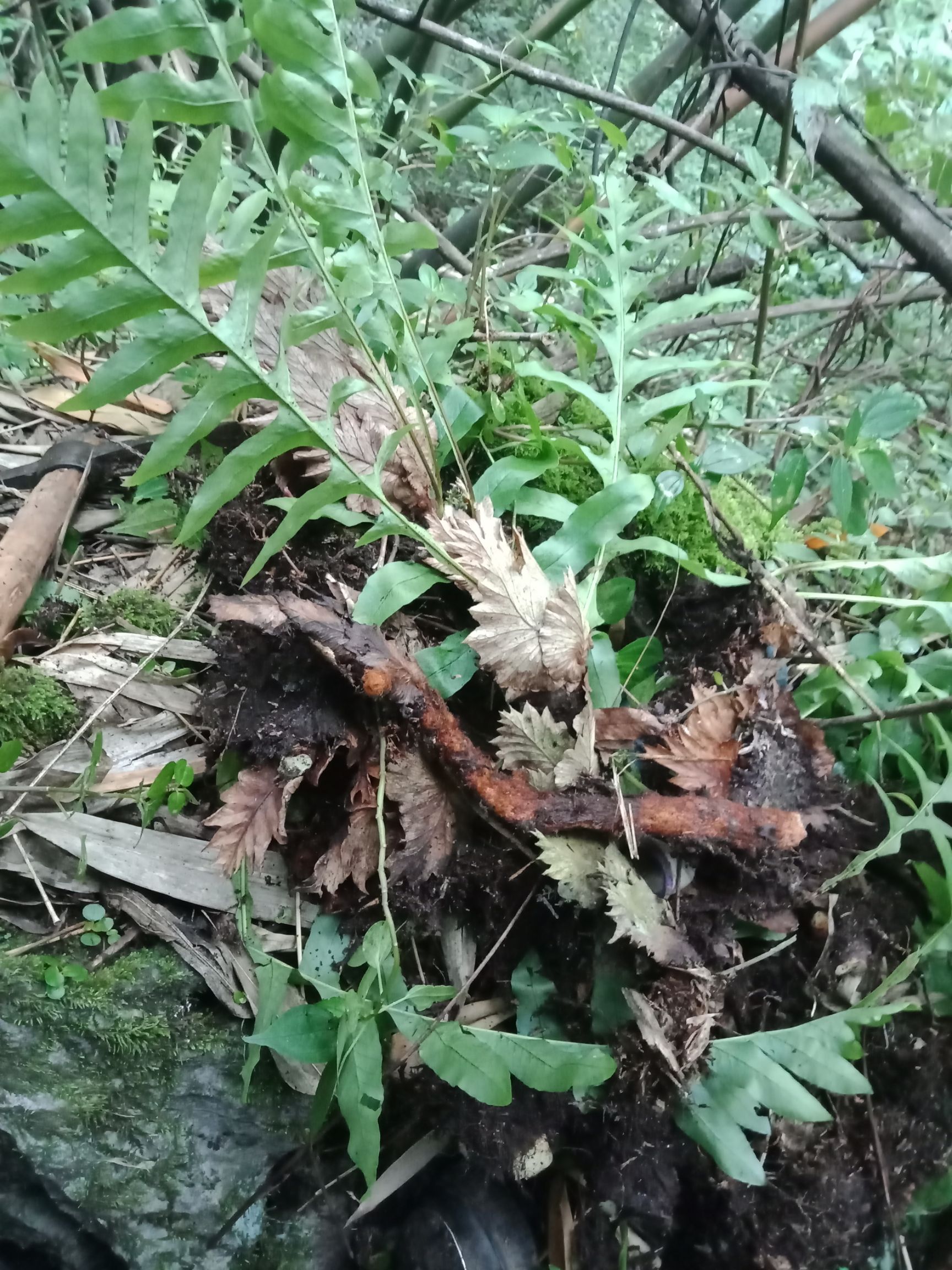 供应大厅  中药材  骨碎补   商品详情 骨碎补又名扒岩姜.性温,味咸.