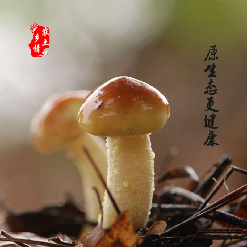 蘑菇 纯*生大腿蘑 自家采摘 需要的下单哦