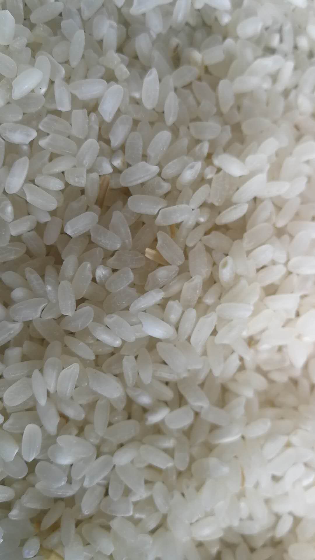 甬优1540 晚稻