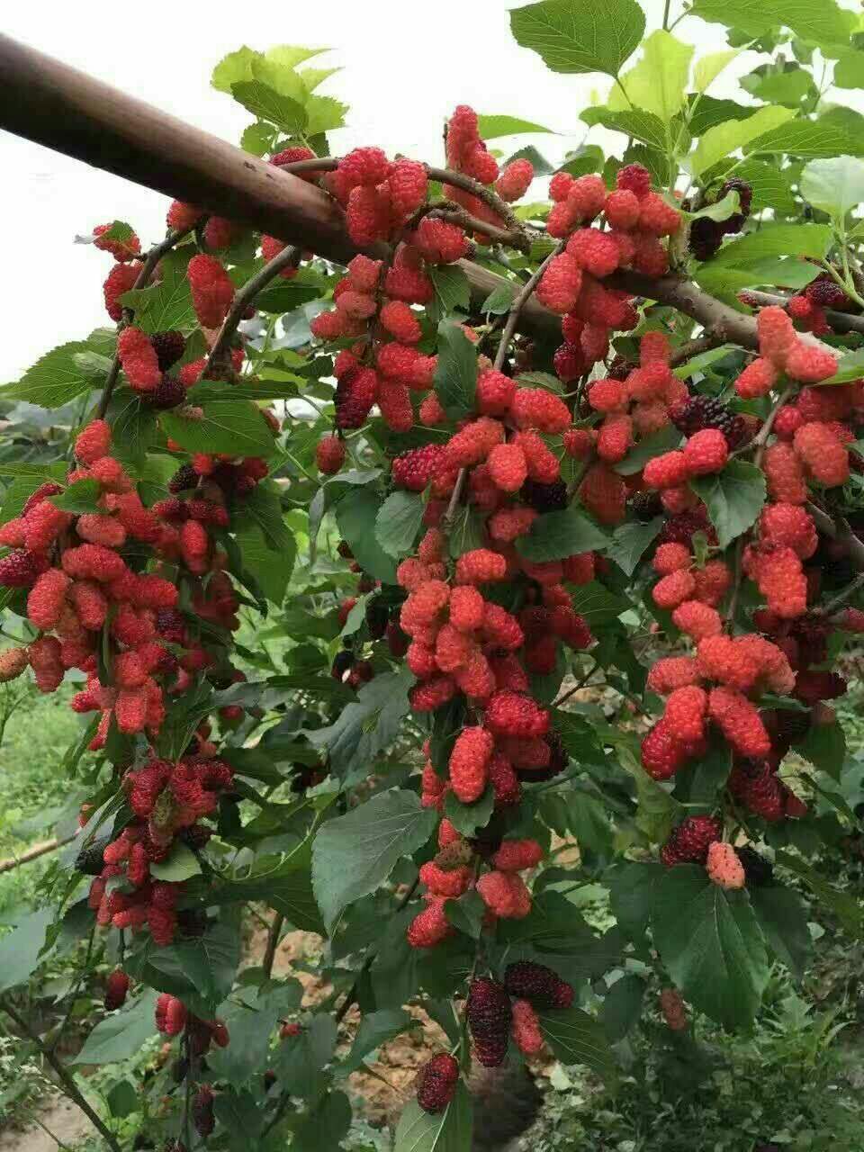 无籽大十果桑苗 桑树苗果桑树苗无籽桑葚苗地栽盆栽耐寒果树苗南北方