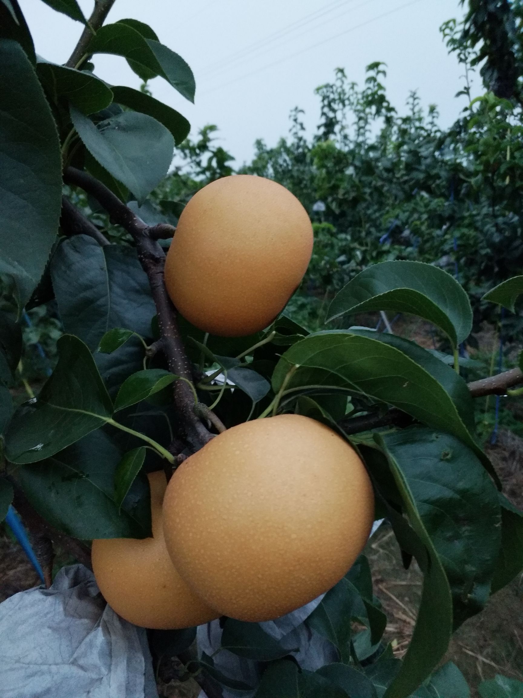 秋月梨 300-350g 65mm以上