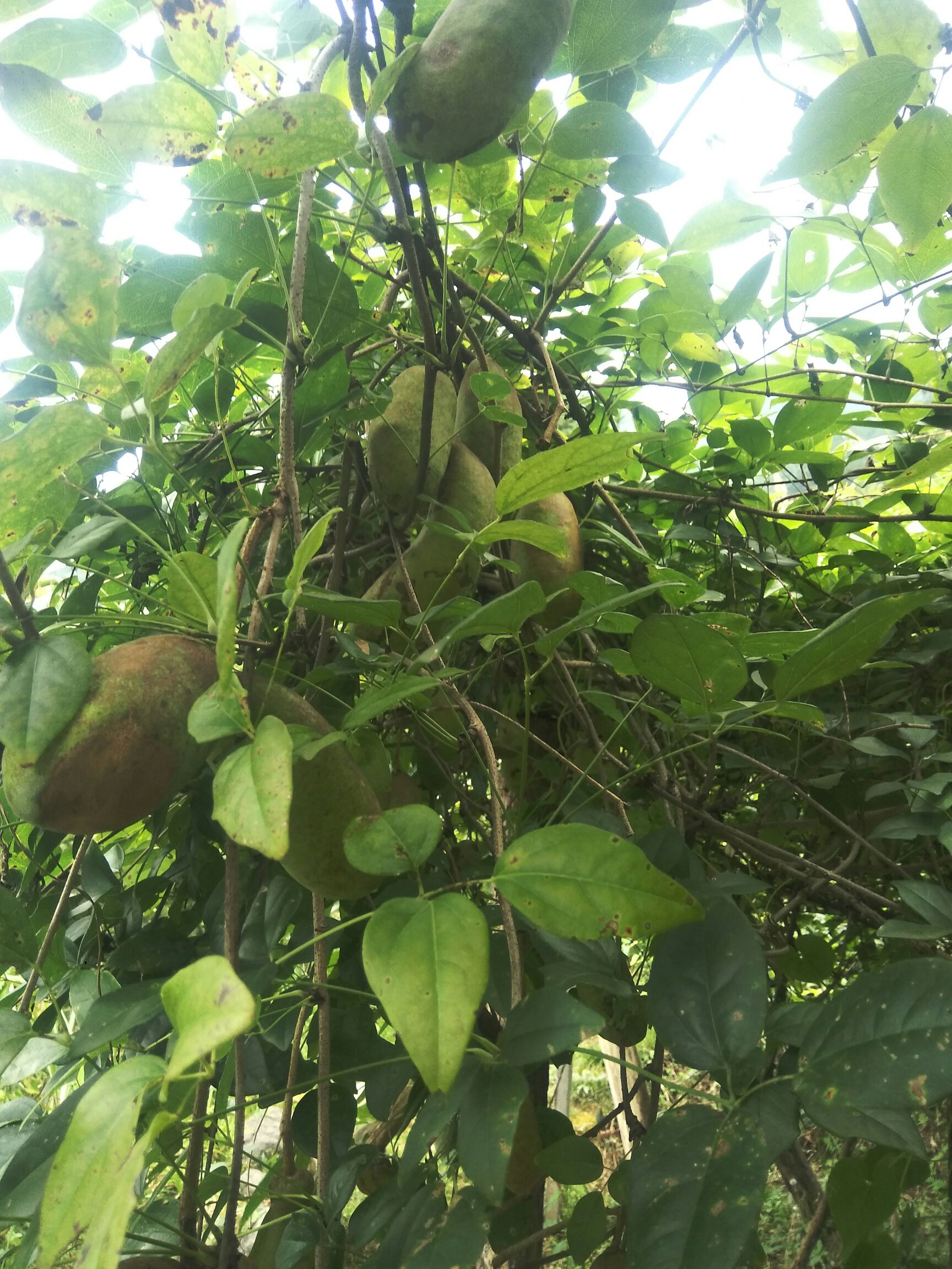 麻皮八月瓜 种植 150g以上