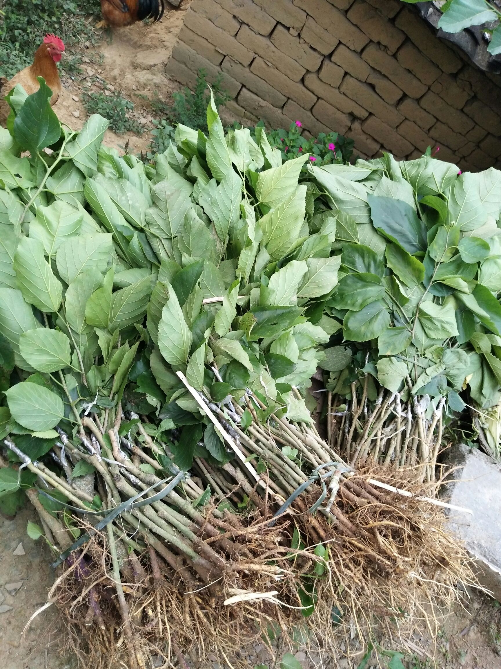 桑树苗果桑树苗无籽桑葚苗地栽盆栽耐寒果树苗南北方种植当年结果