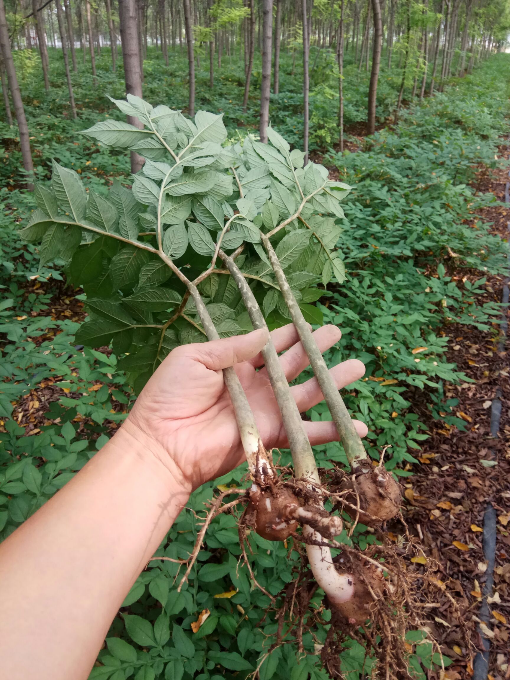 供应大厅  种子种苗  魔芋种