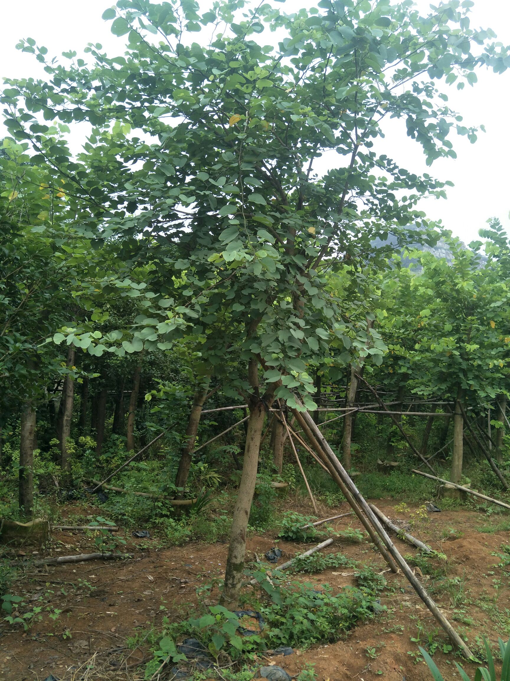 丛生紫荆