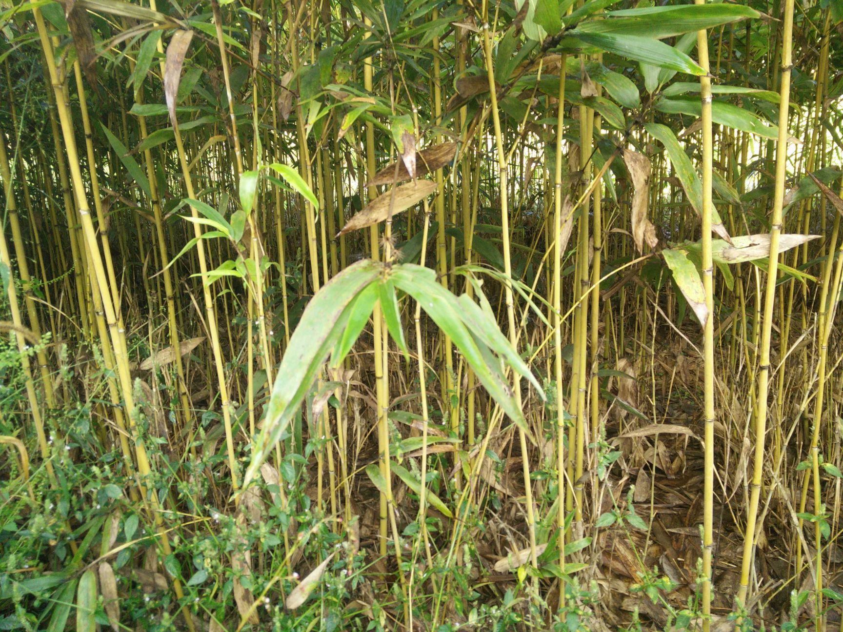 楠竹苗 供毛竹实生苗