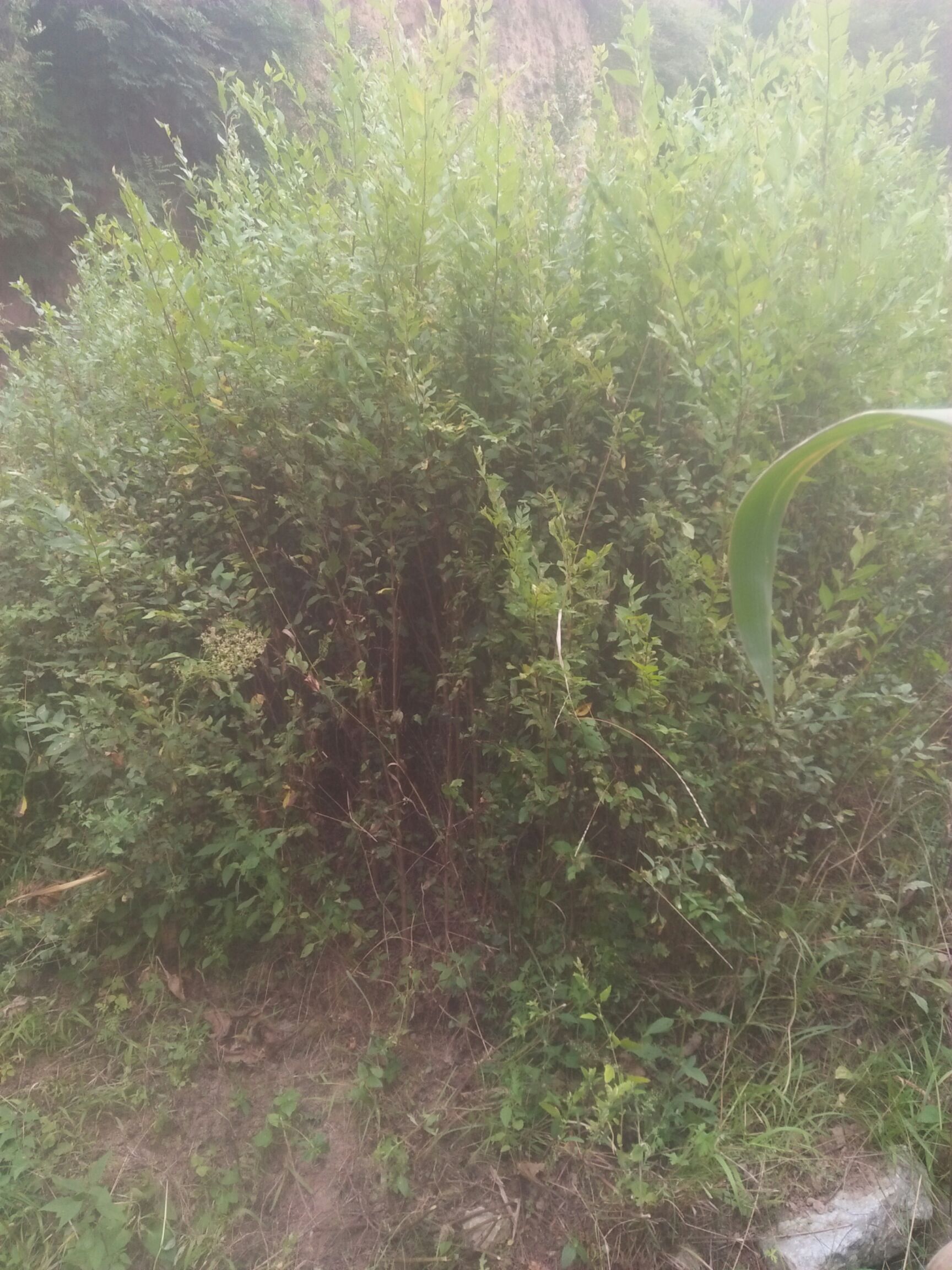 小叶榆树 小叶榆树