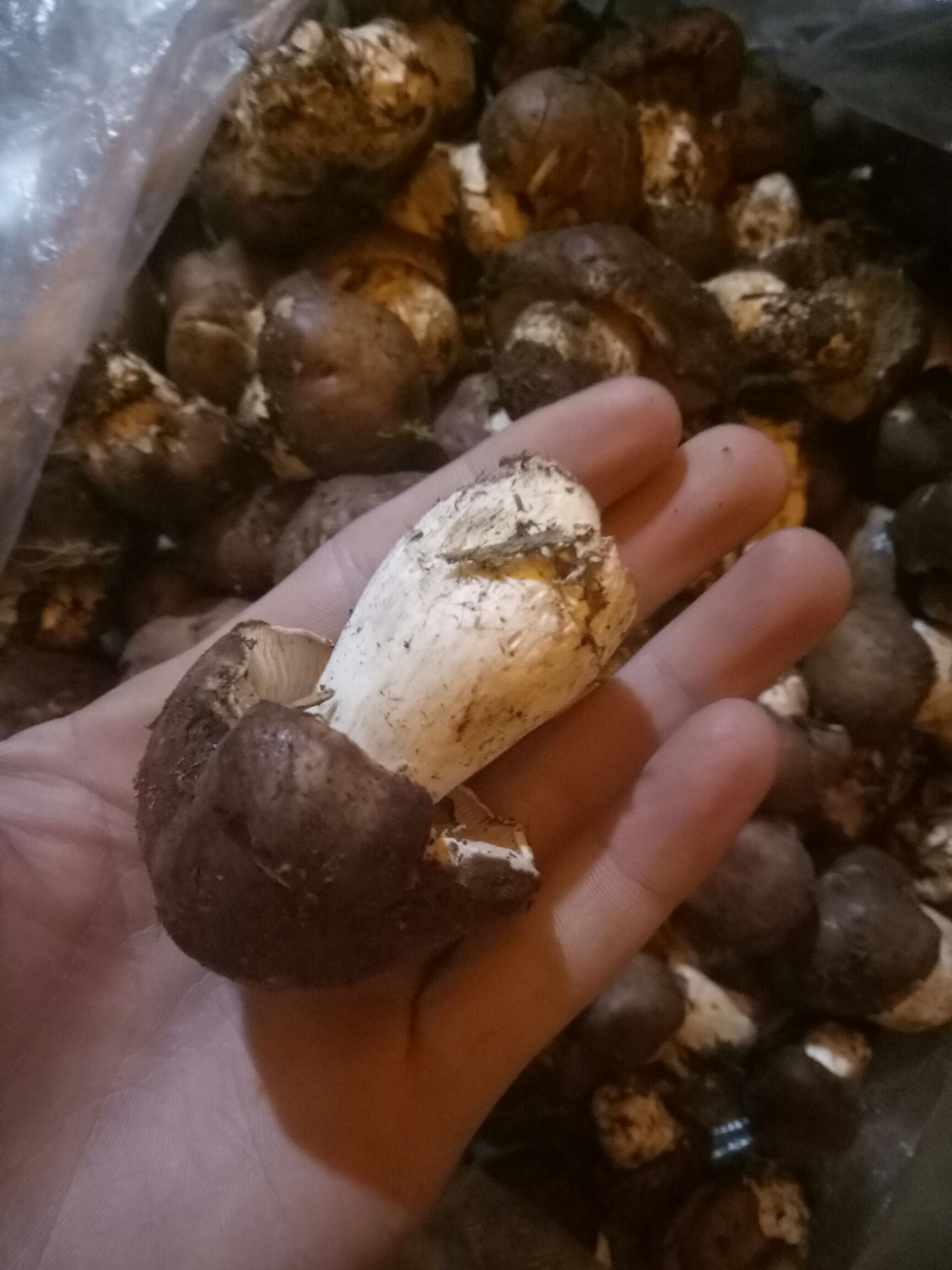 大球盖菇菌种 野生柳菌