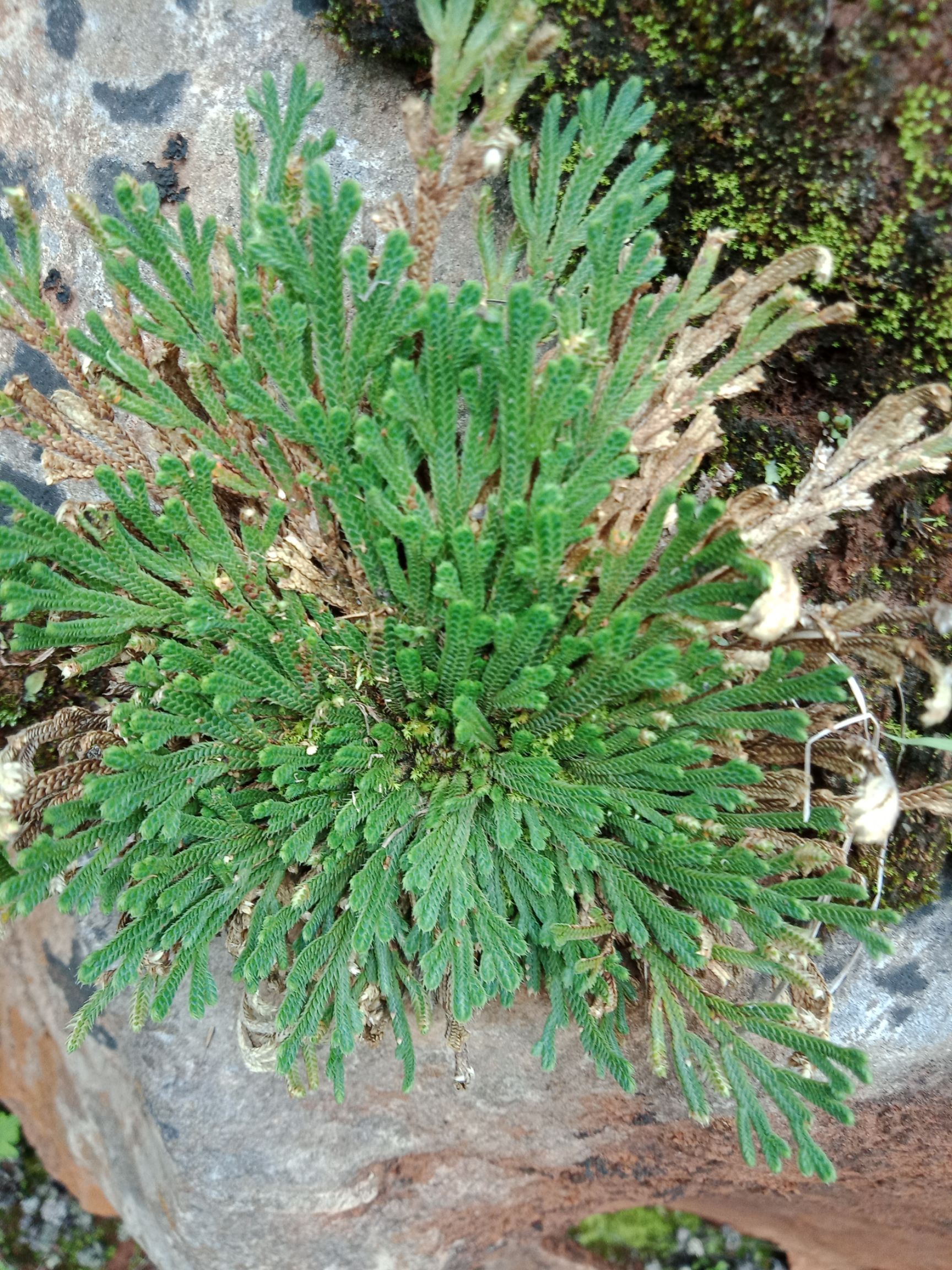 卷柏 九死还魂草200棵起发,精选选大