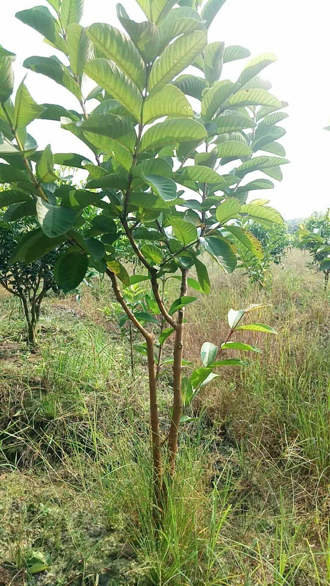 红宝石少籽芭乐苗