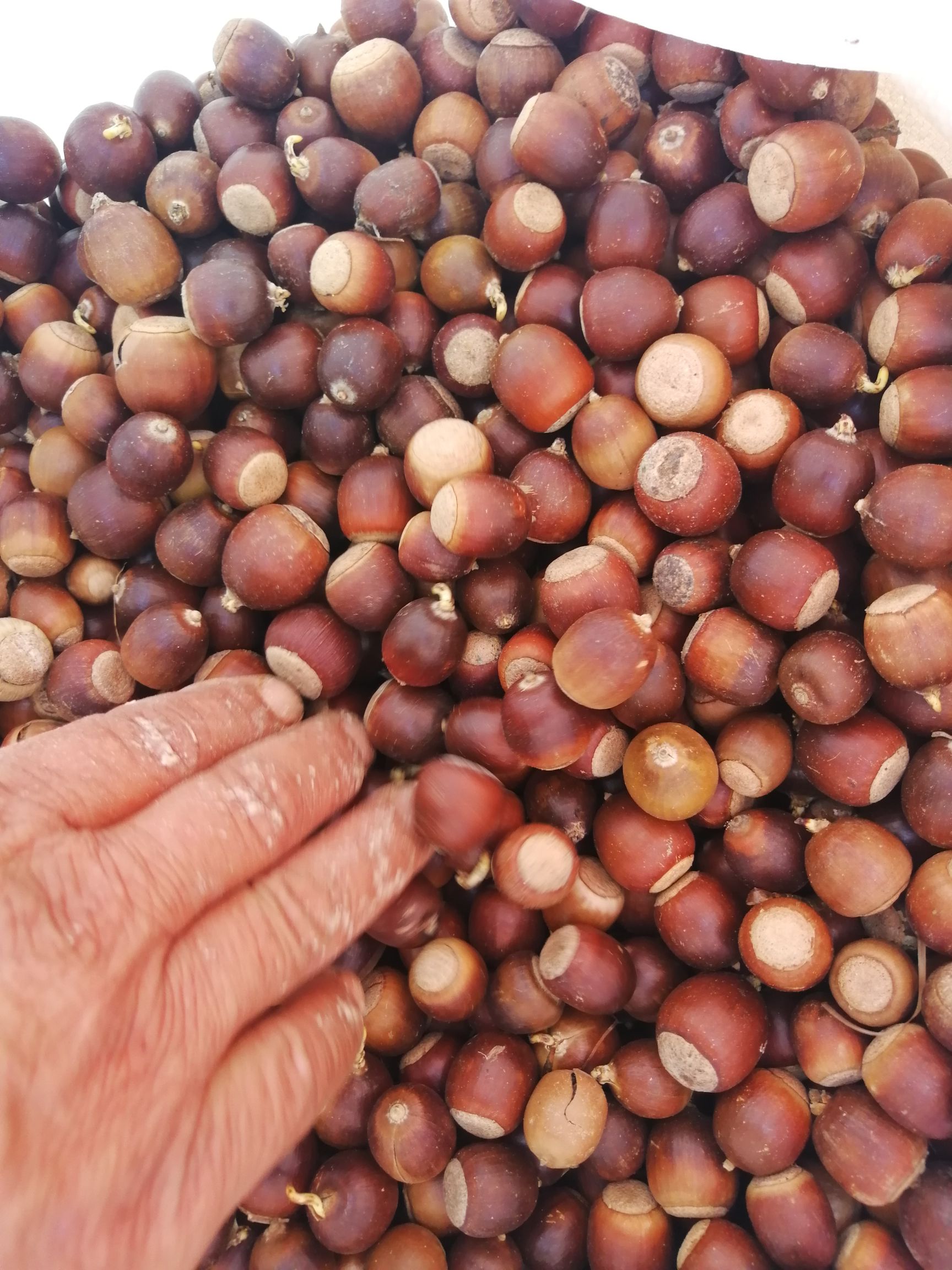河南汝阳县橡子仁 3-6个月 散装